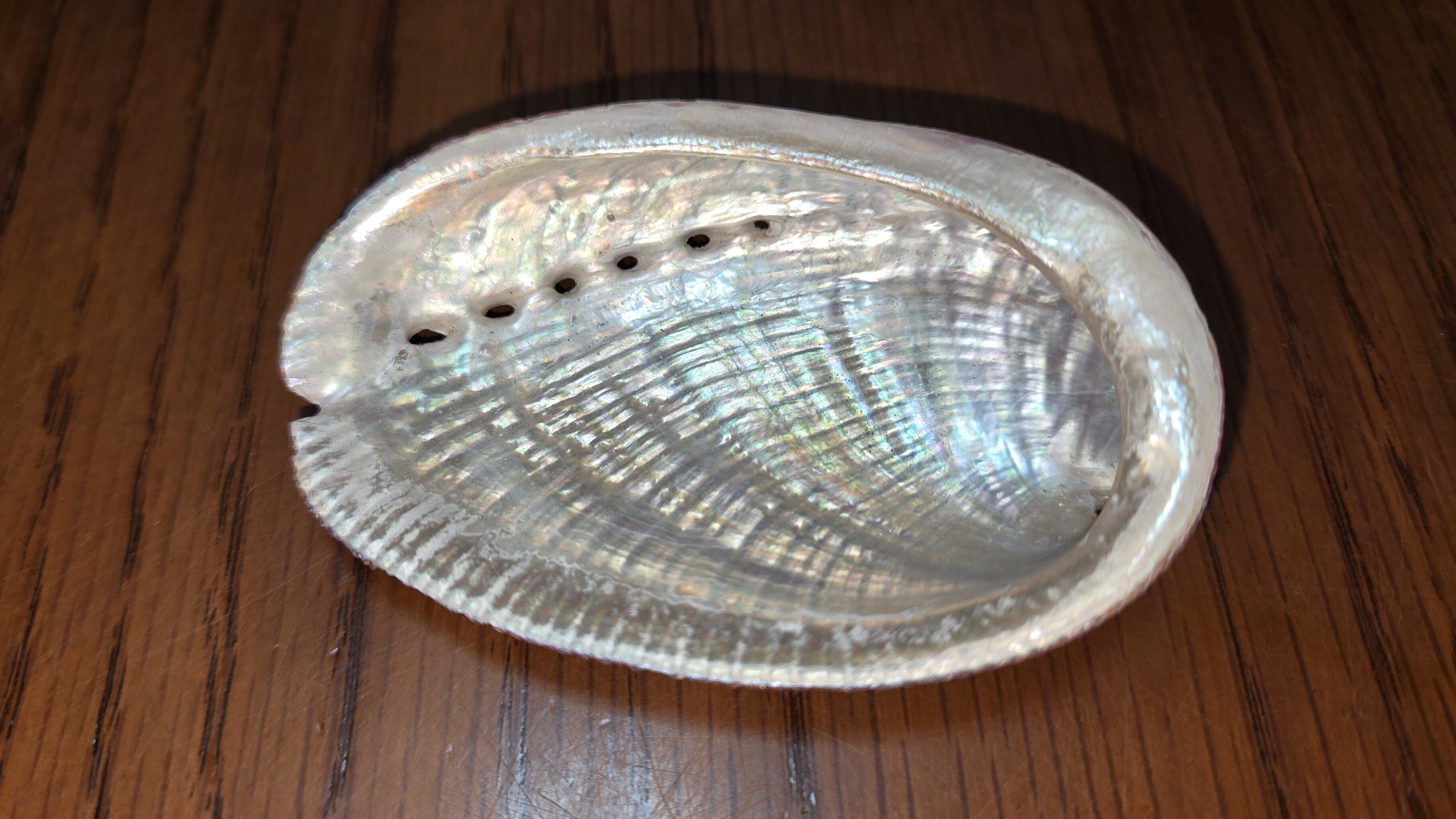 エッセイ】貝殻を磨く🐚│心の内に秘めた虹🏳️‍🌈｜ふっくらシャギー