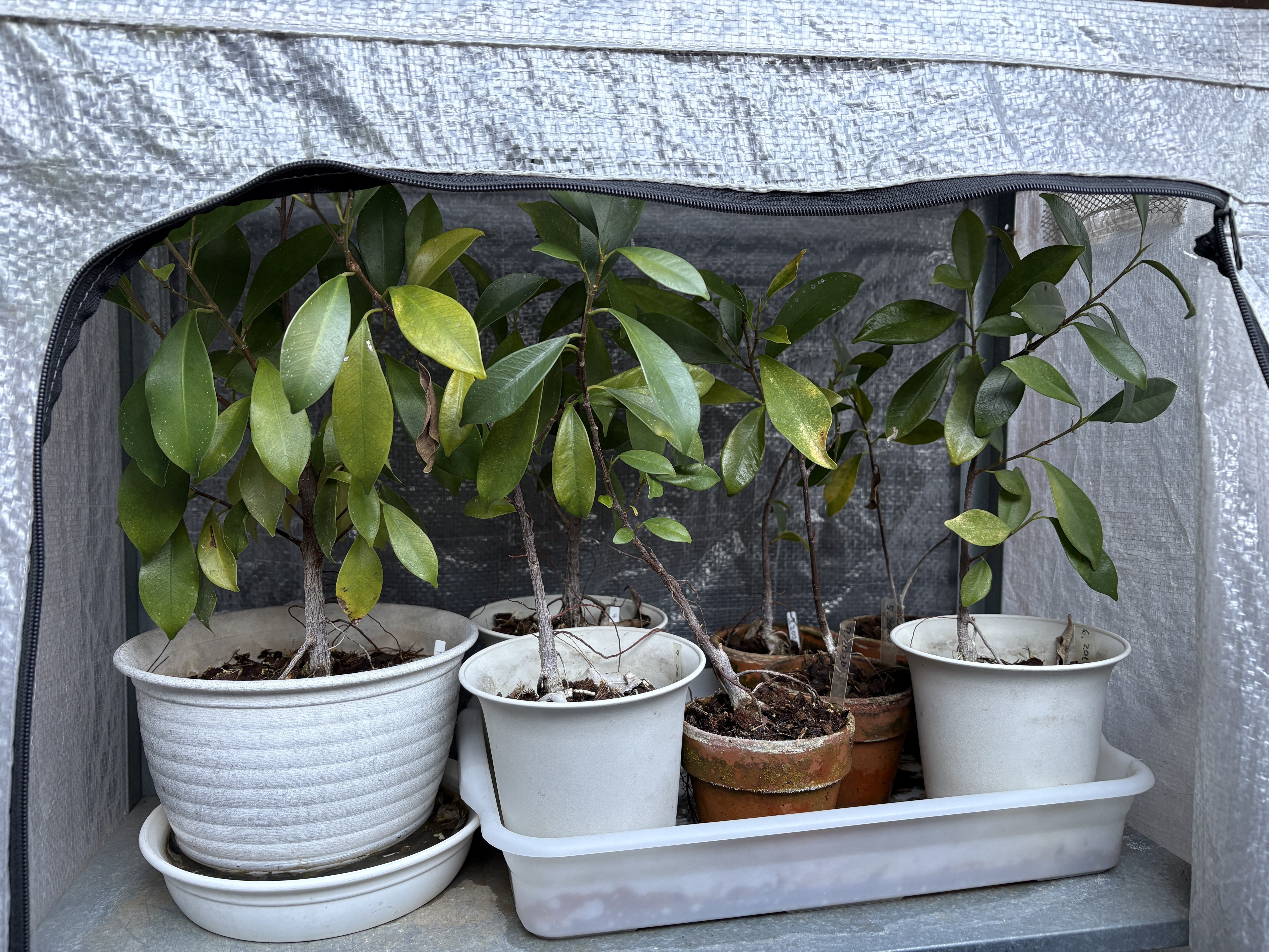 ガジュマル 家の植物-ガジュマル-(2026.1.4)｜NAKADA Shugo