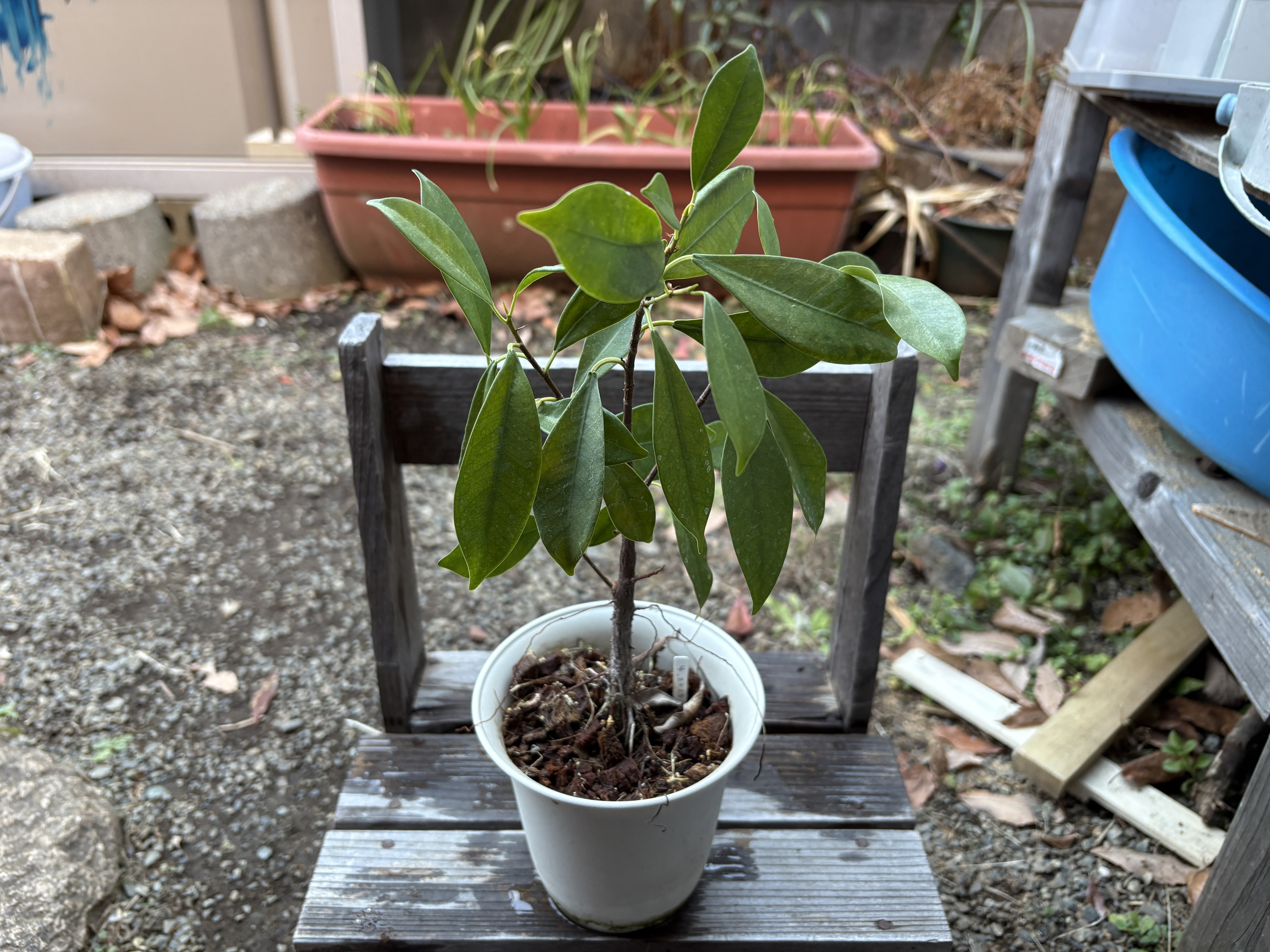 家の植物-ガジュマル-(2026.1.4)｜NAKADA Shugo