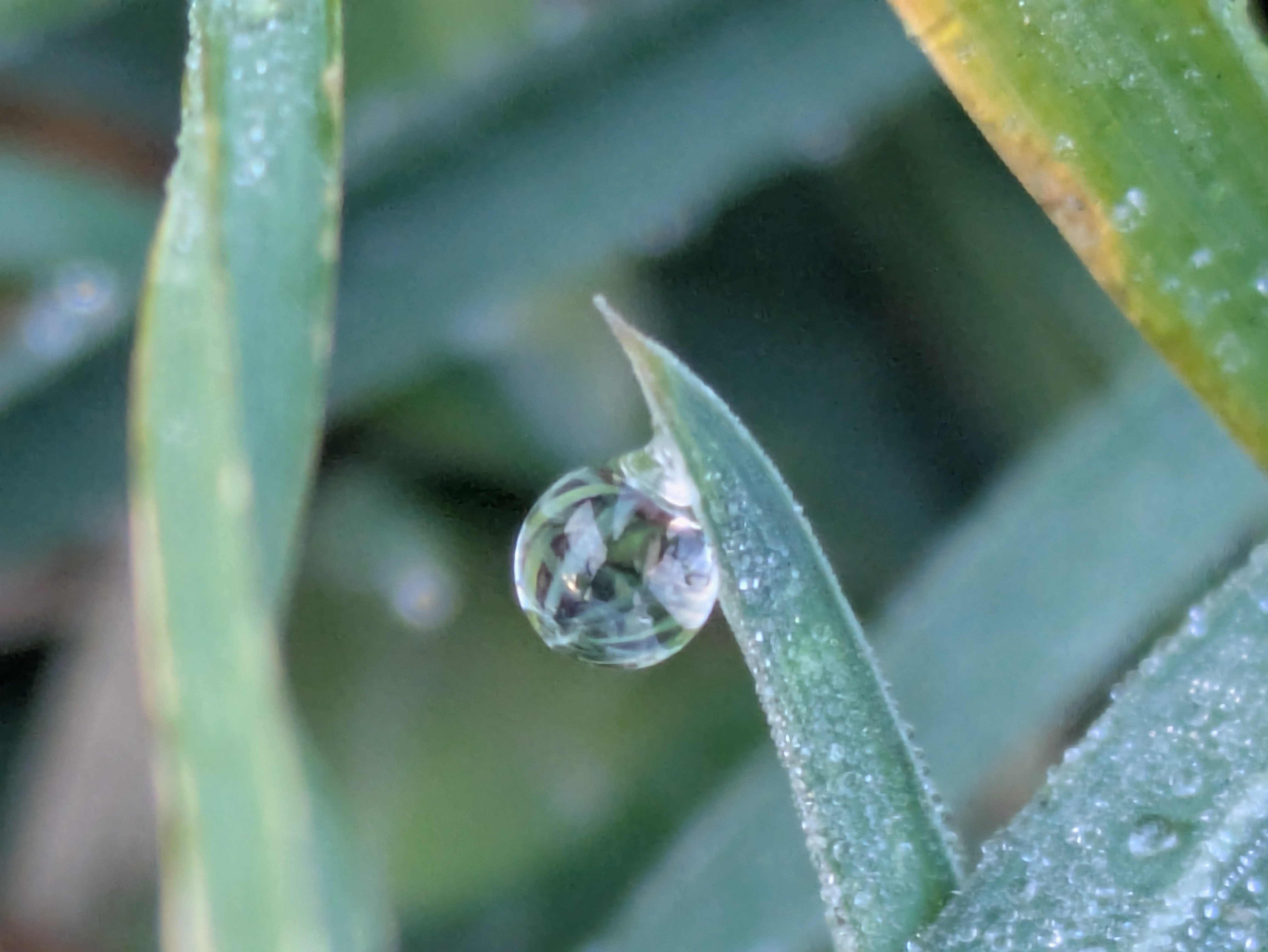 今朝の水滴④｜ichiro70