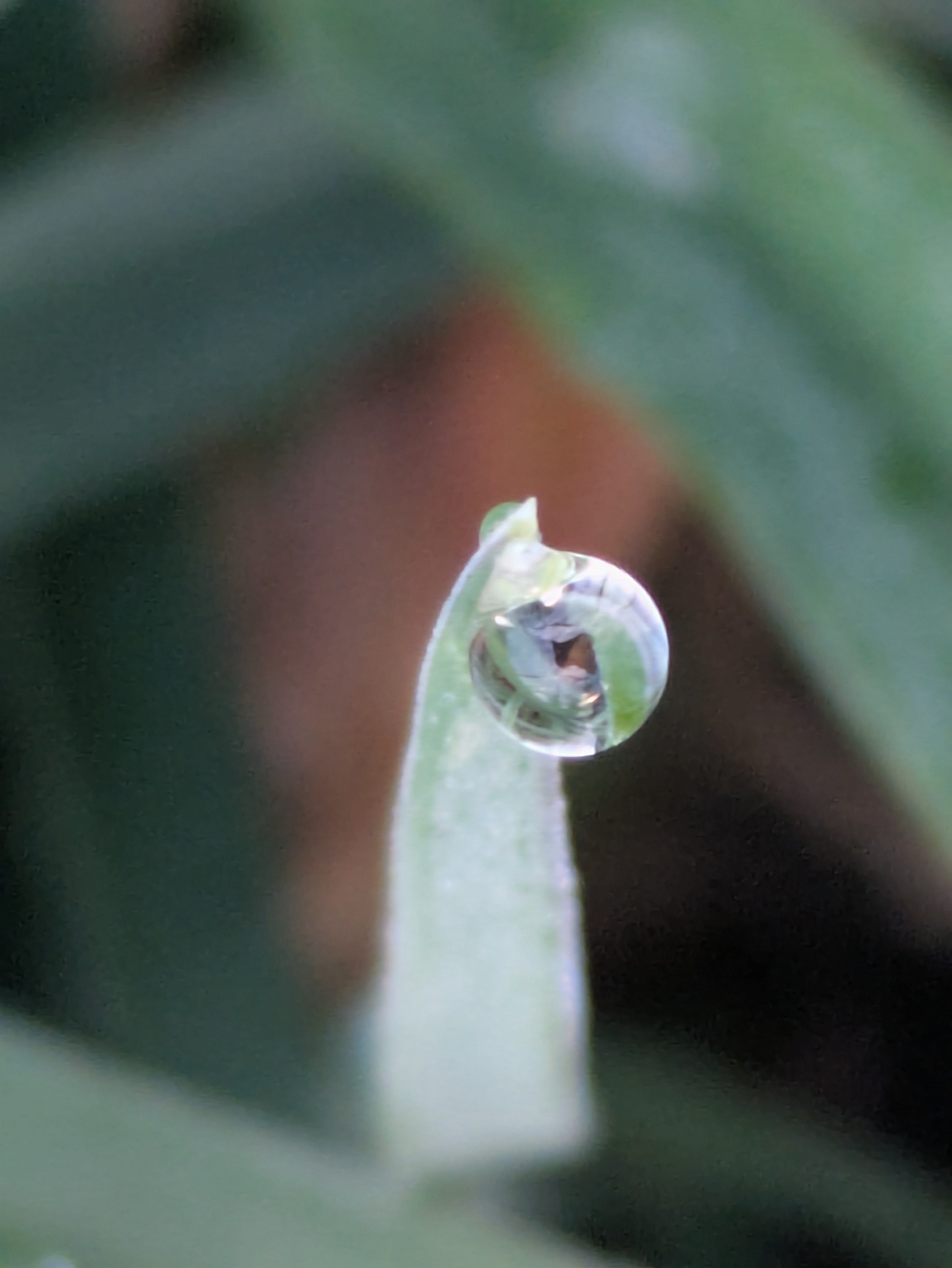 今朝の水滴④｜ichiro70