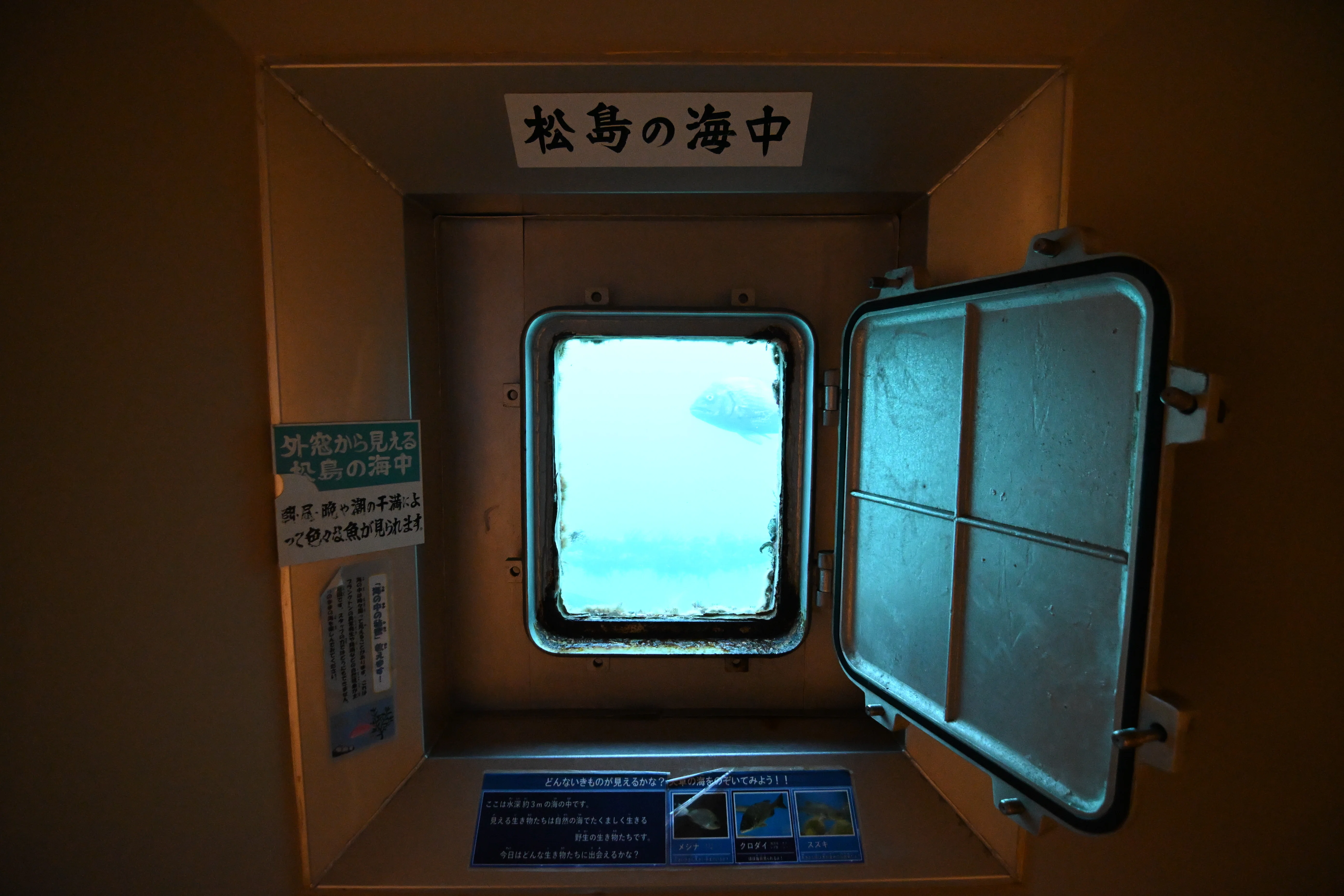 20251231_わくわく海中水族館シードーナツ【Nikon Z50IIと水族館】｜山