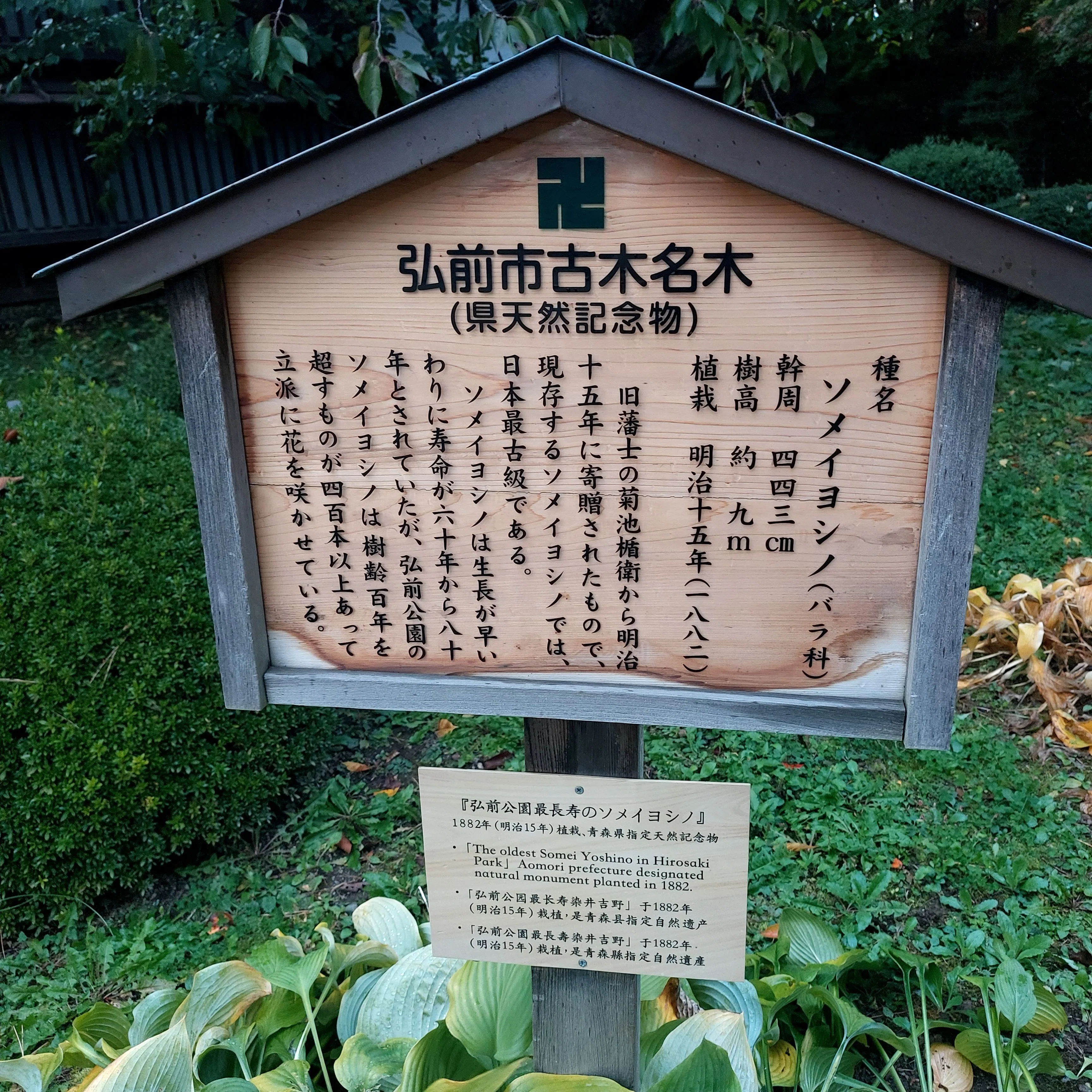 樹木に観る生存戦略(生き方)の考察｜藤井 繁