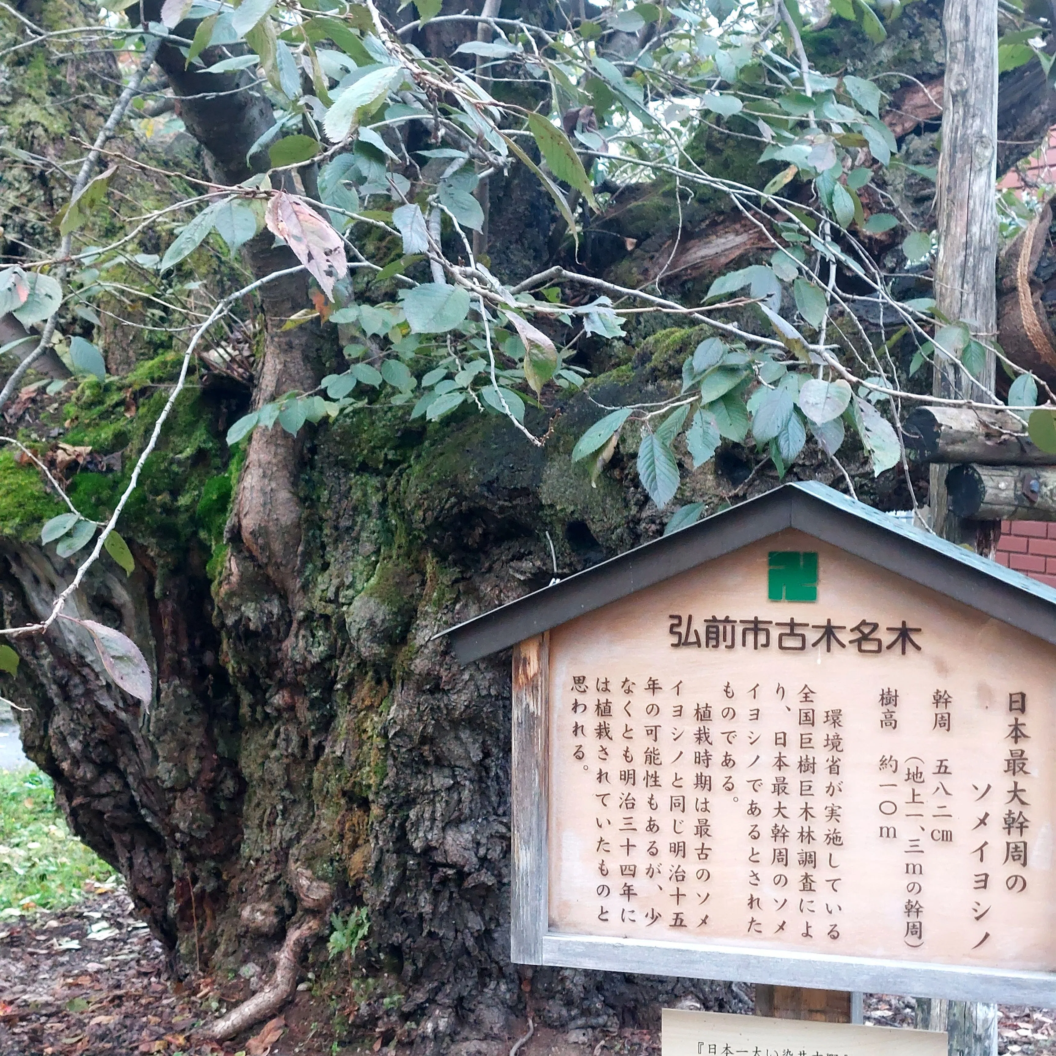 樹木に観る生存戦略(生き方)の考察｜藤井 繁