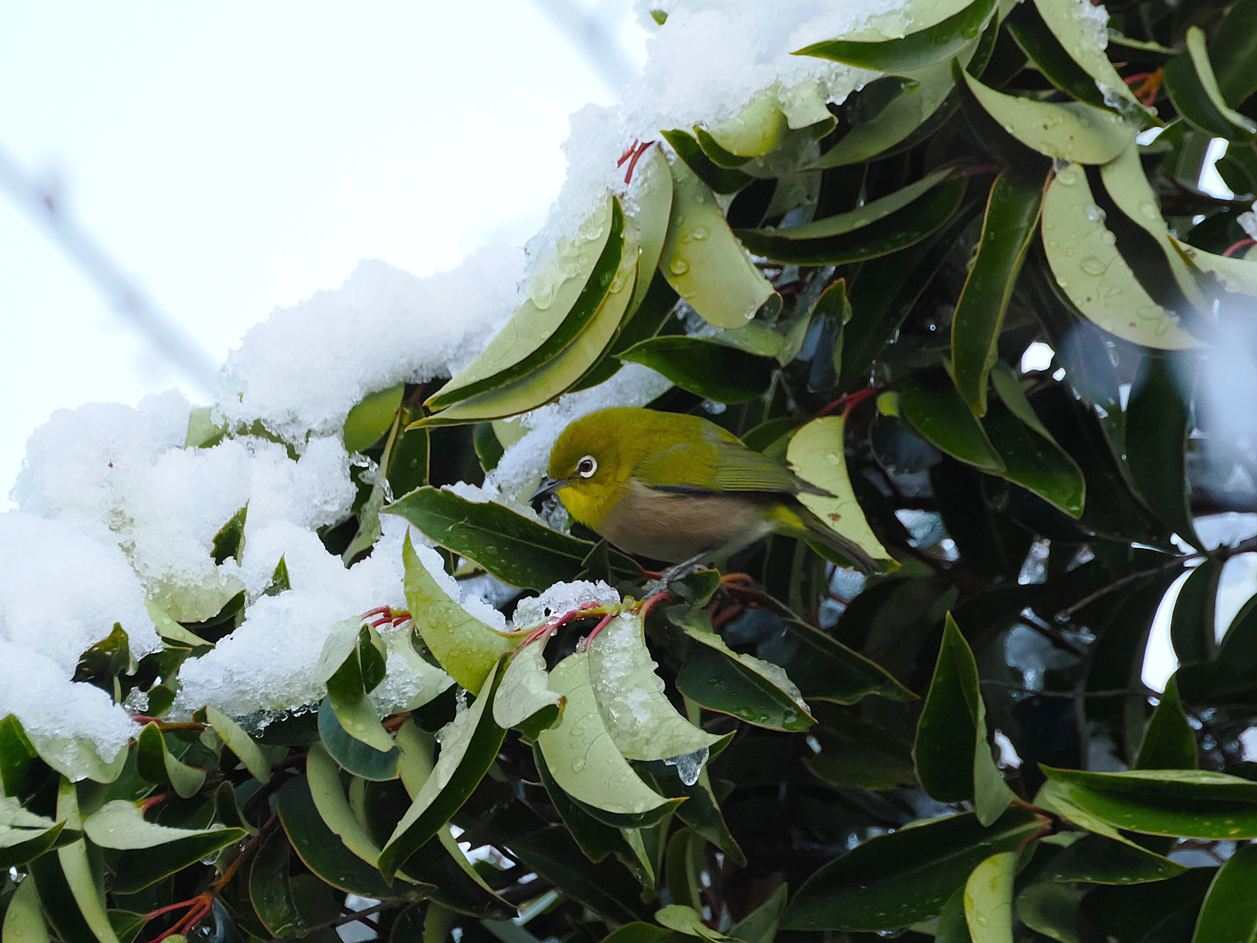 初雪ページ 初雪翌朝の東京で雪見散歩｜もずきち