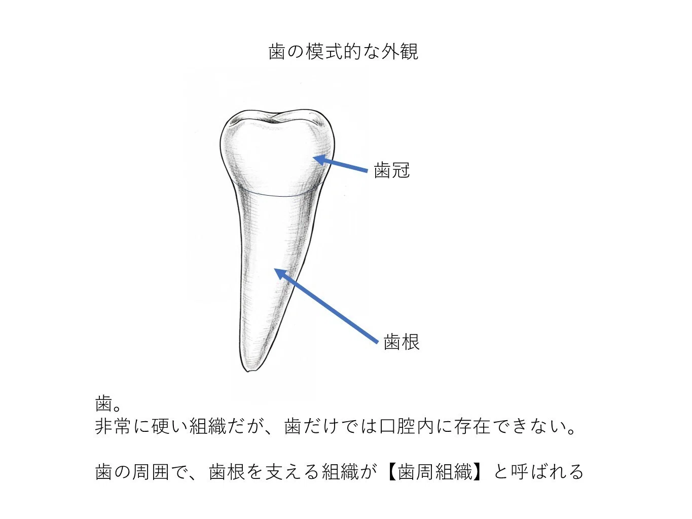 医院ブログ｜まもる歯科｜新潟県佐渡市相川にあるお勧め歯医者