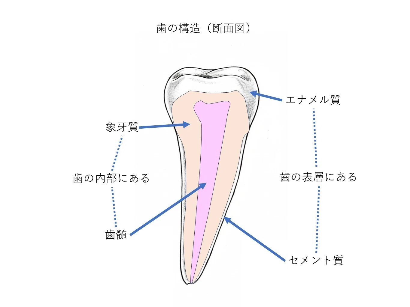 医院ブログ｜まもる歯科｜新潟県佐渡市相川にあるお勧め歯医者