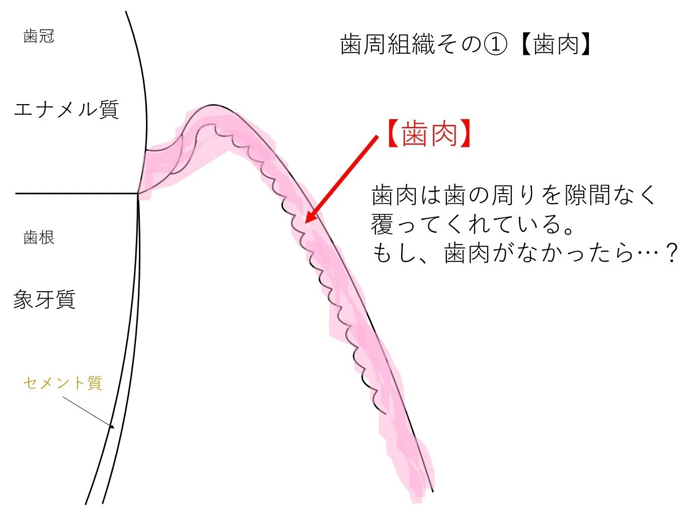医院ブログ｜まもる歯科｜新潟県佐渡市相川にあるお勧め歯医者