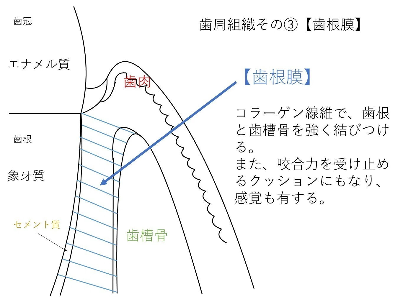医院ブログ｜まもる歯科｜新潟県佐渡市相川にあるお勧め歯医者