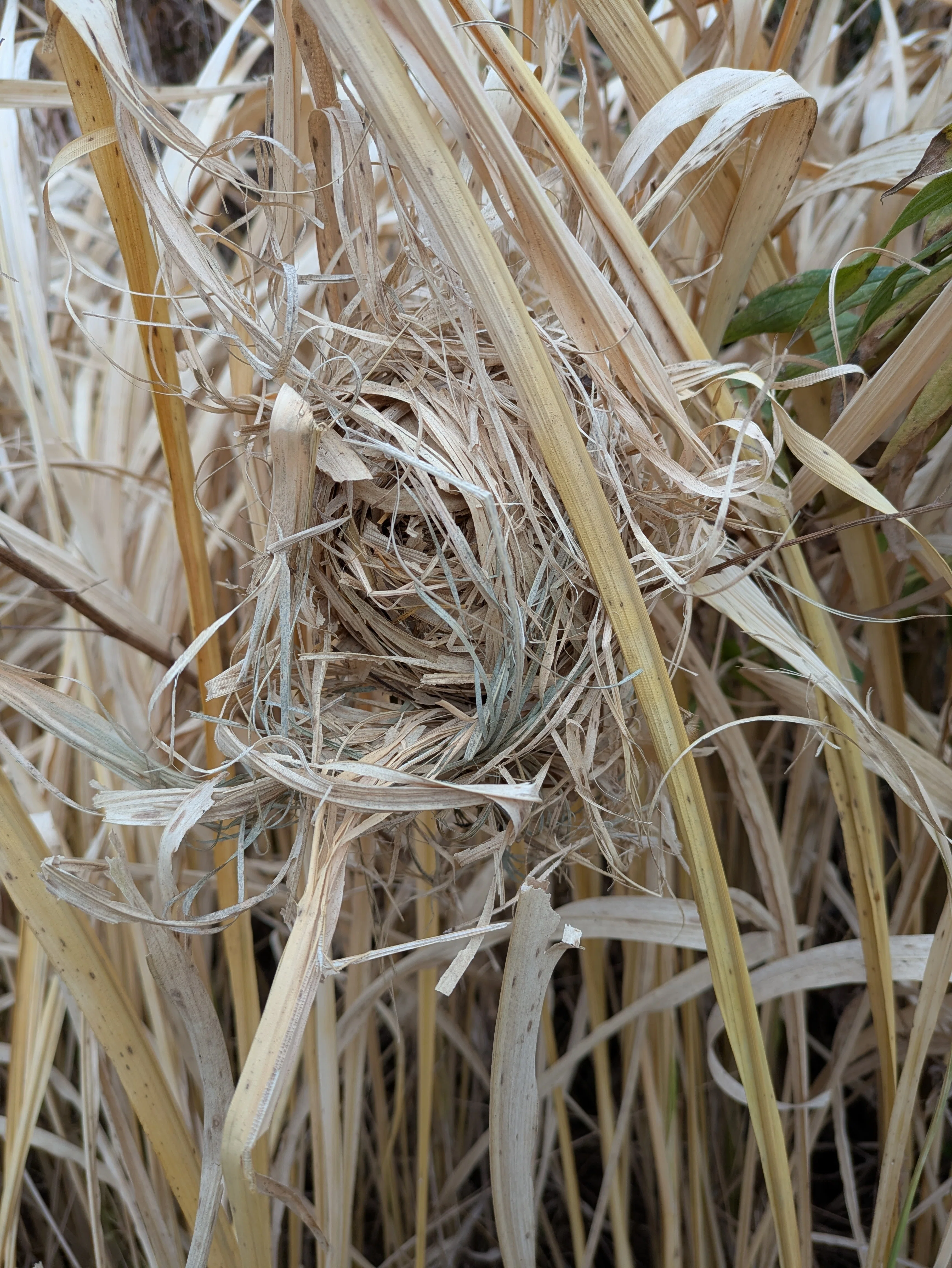 カヤネズミの巣を発見！｜キャロット