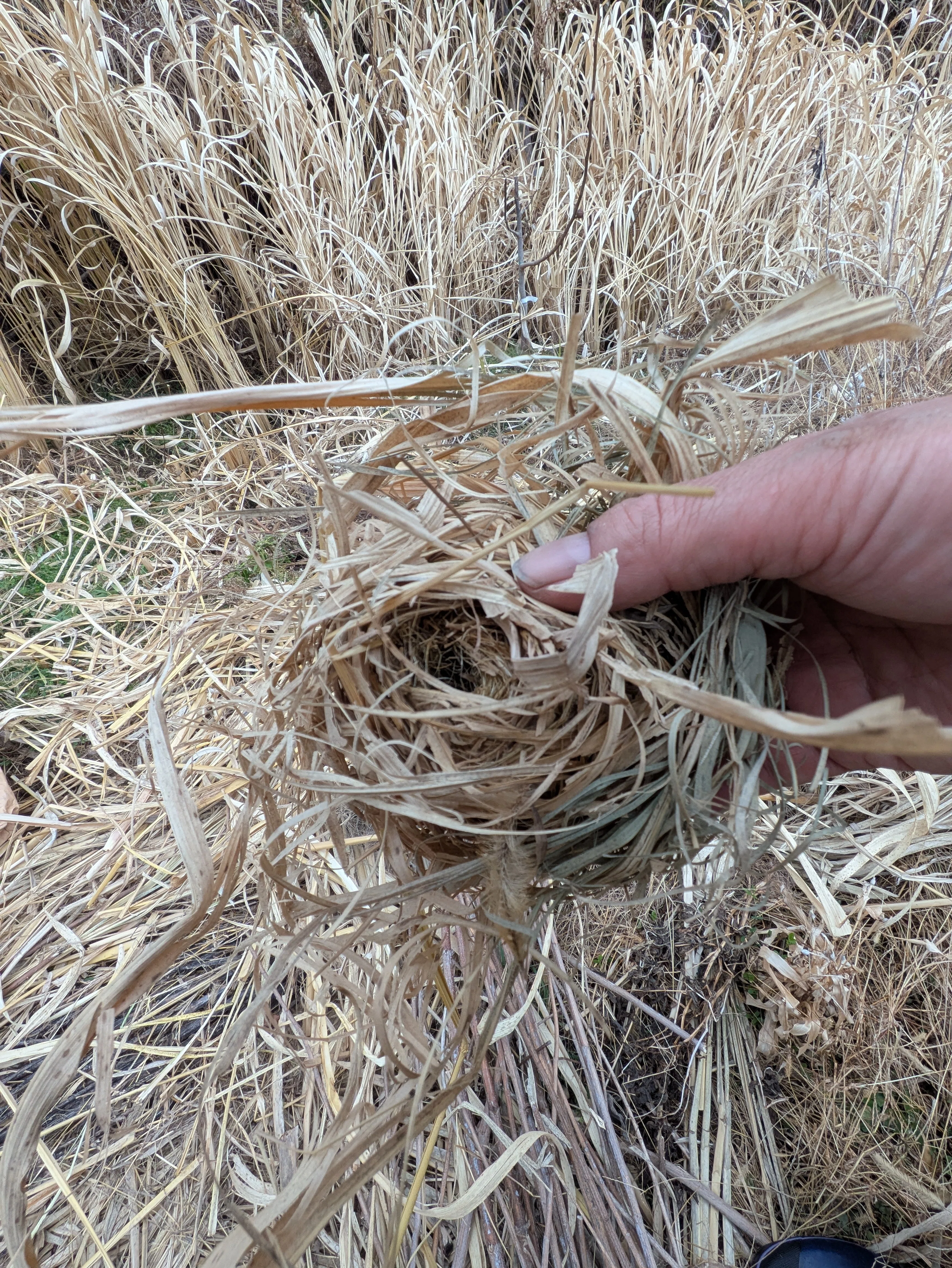 カヤネズミの巣を発見！｜キャロット