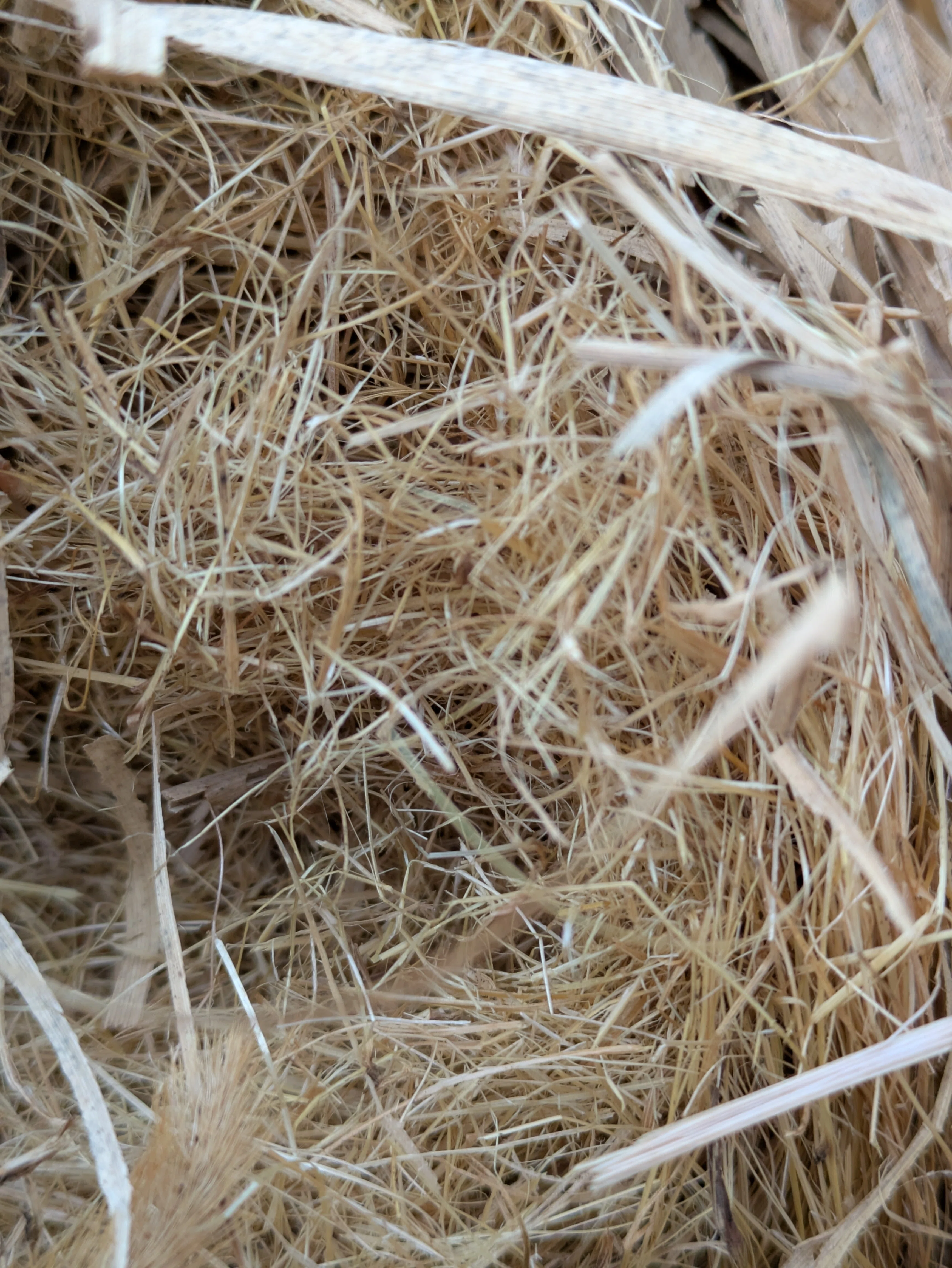 カヤネズミの巣を発見！｜キャロット