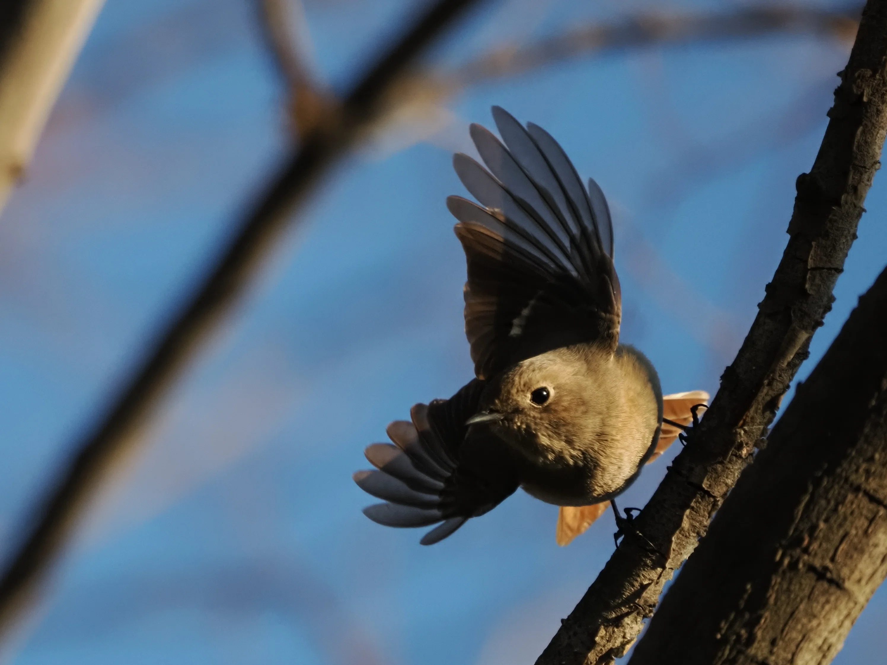 鳥たちの羽ばたきを撮る！【OM-1 Mark II + 100-400mm II 実写レビュー