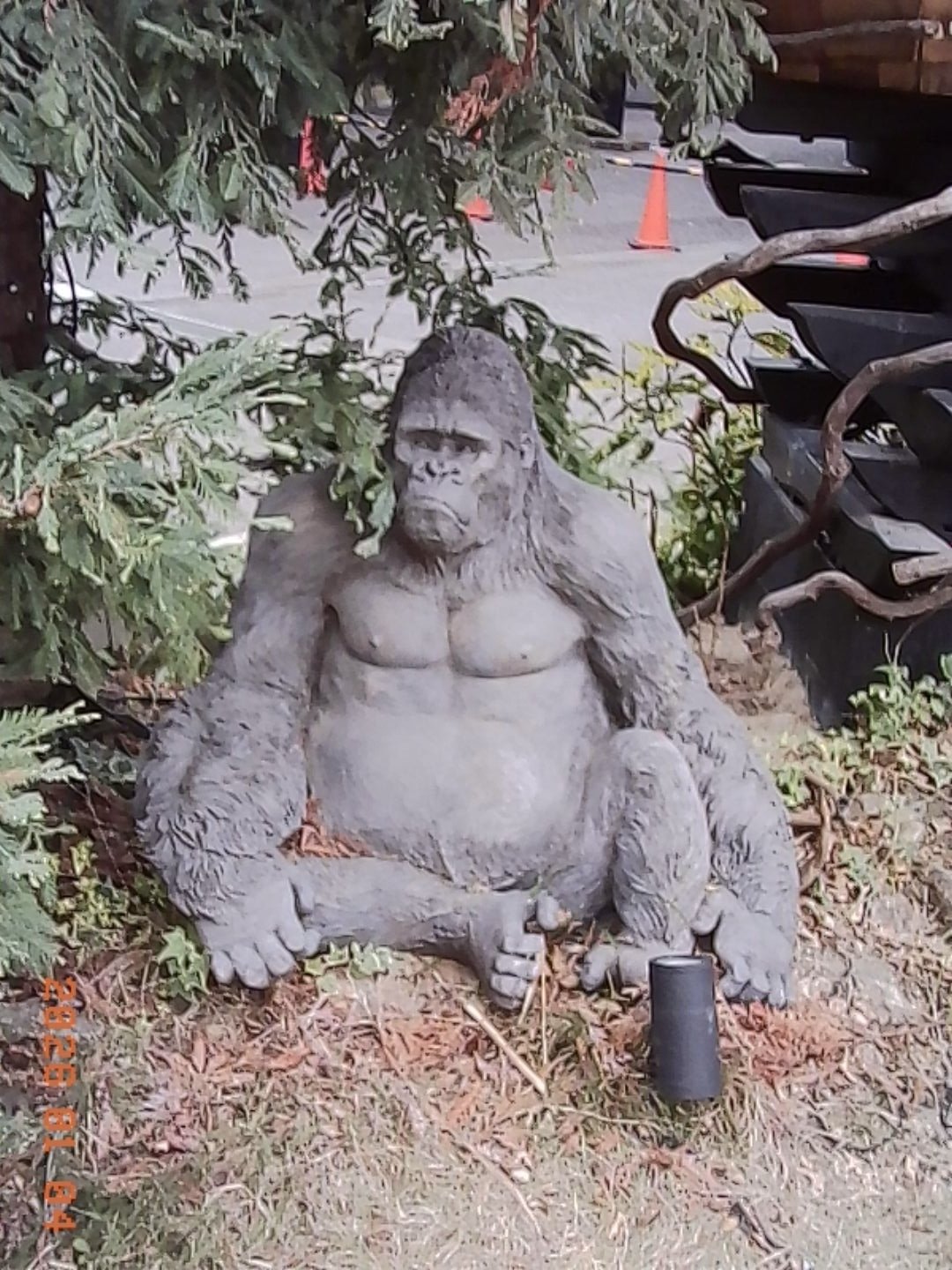 ゴリラ‼️ 超Eden2026 2026.1.4｜神輿のにゃんこ