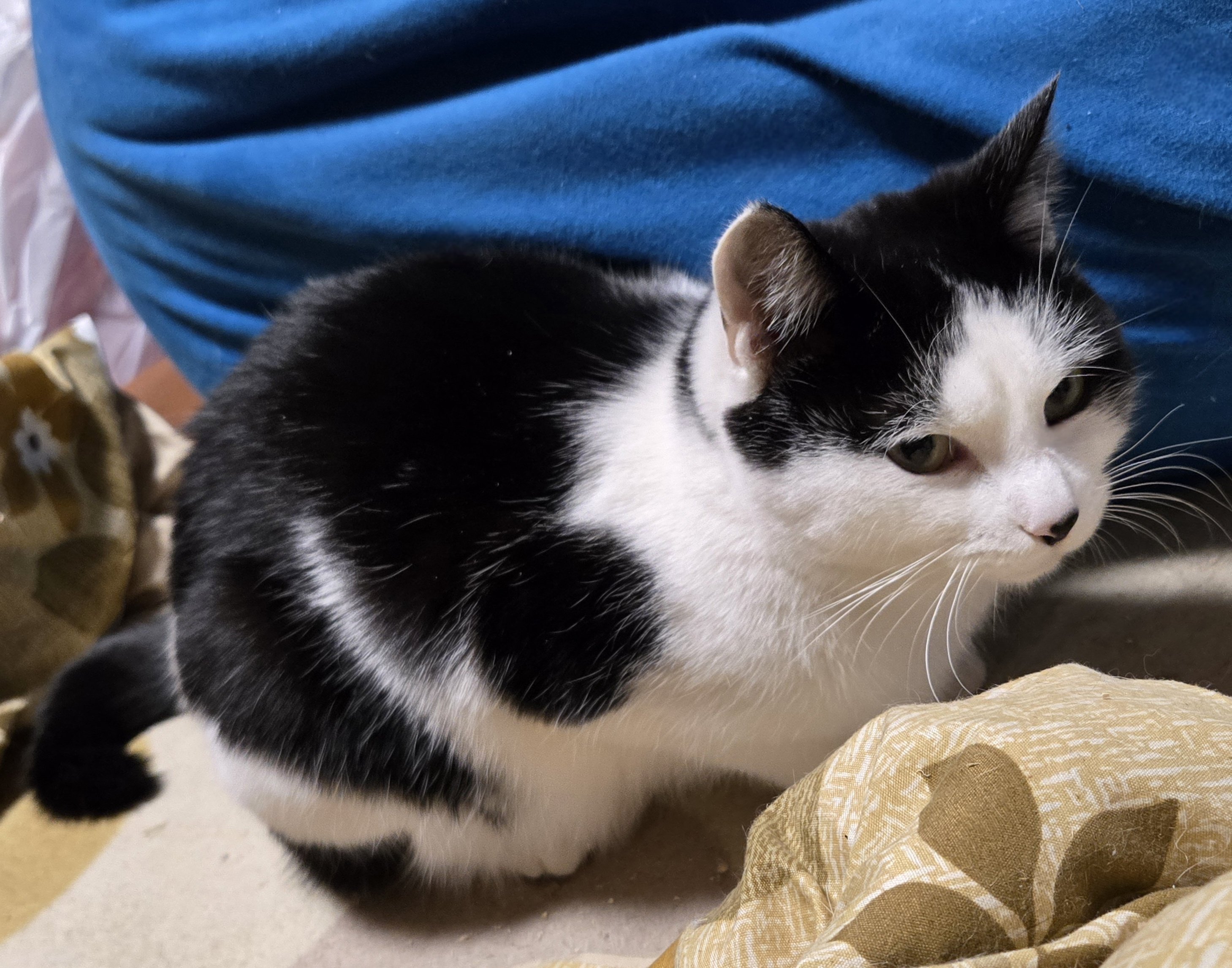 ねこねこゴマちゃん パット付きツーウェイ水着 ワンピース101540】女子スクール水着で人気