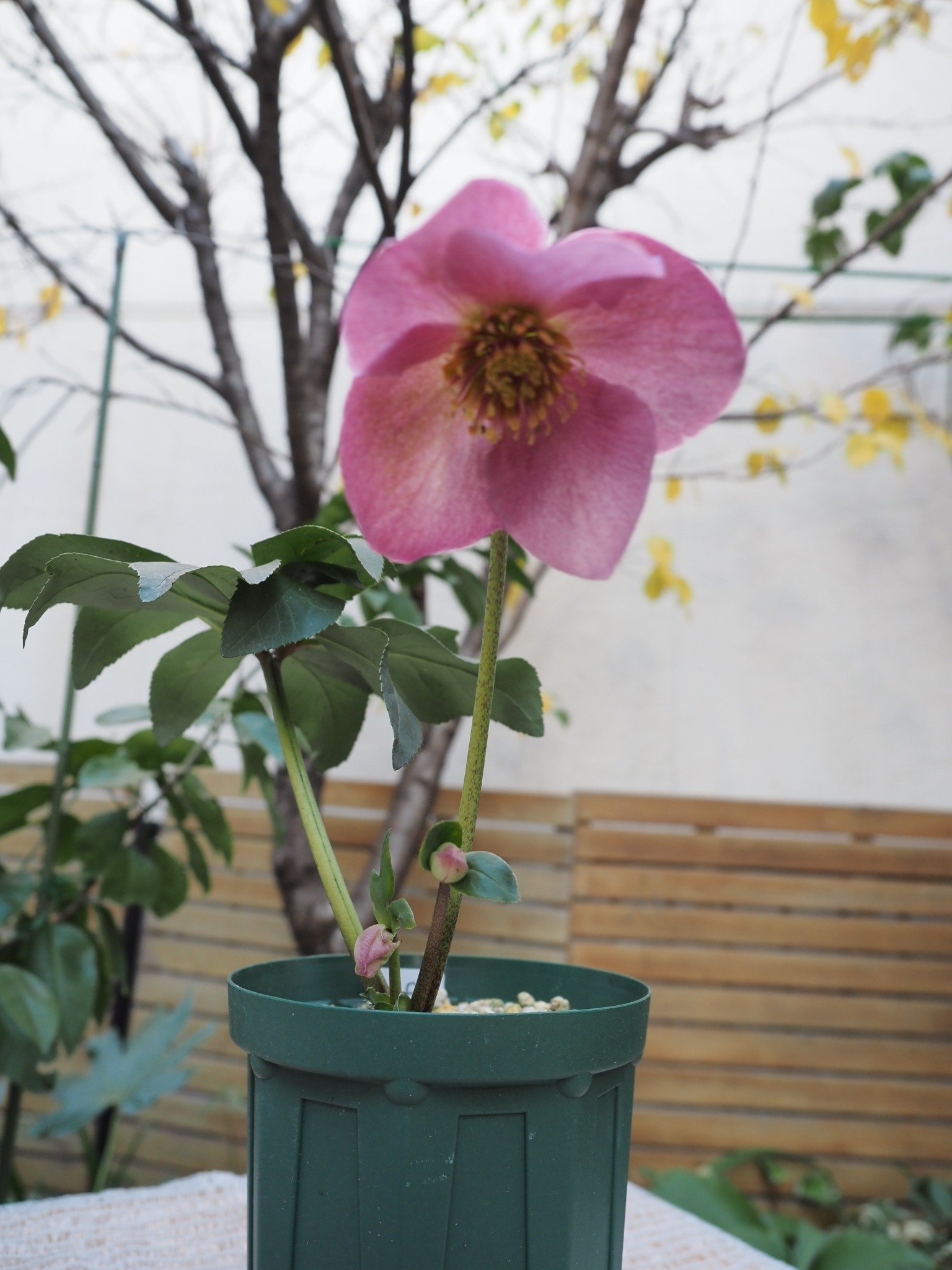 クリスマスローズ 雪の妖精 HGC レニア（H62）｜kumagoroflower