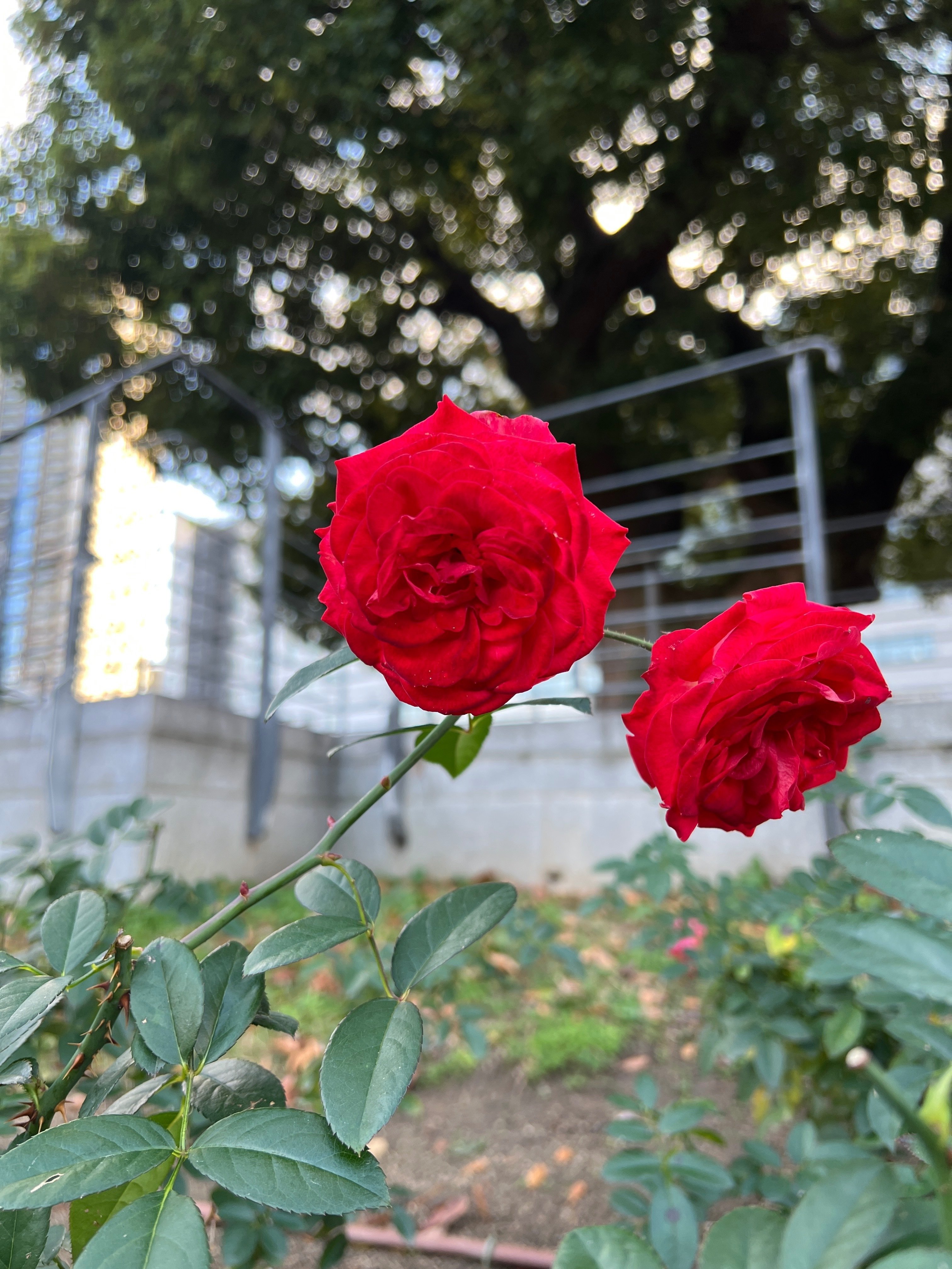 🇯🇵ジャンボ・スタリナ（Jambo Starina）🌹中之島バラ園｜ぱぽにゃん