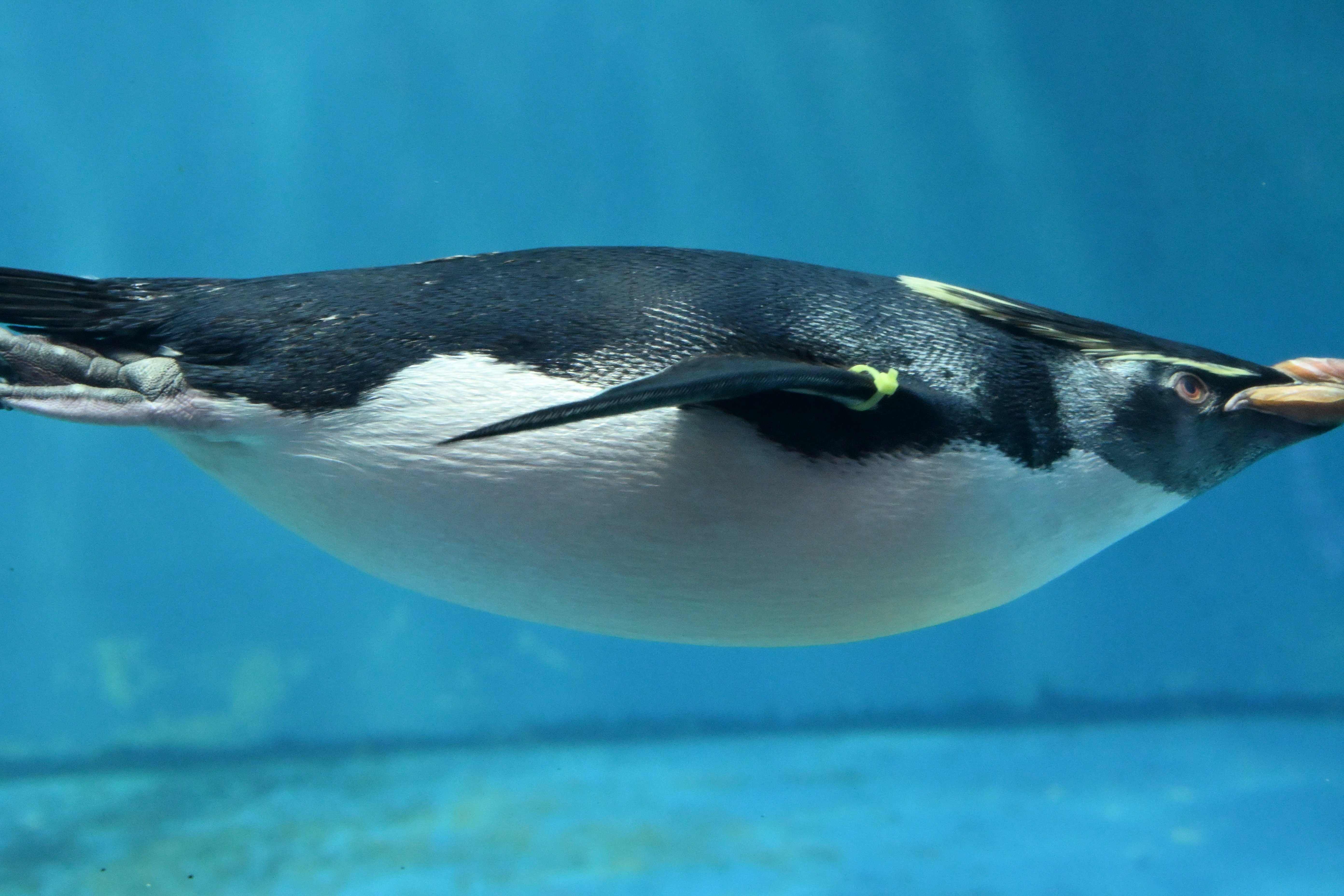 20260101_長崎ペンギン水族館【Nikon Z50IIと水族館】｜山ネズミ