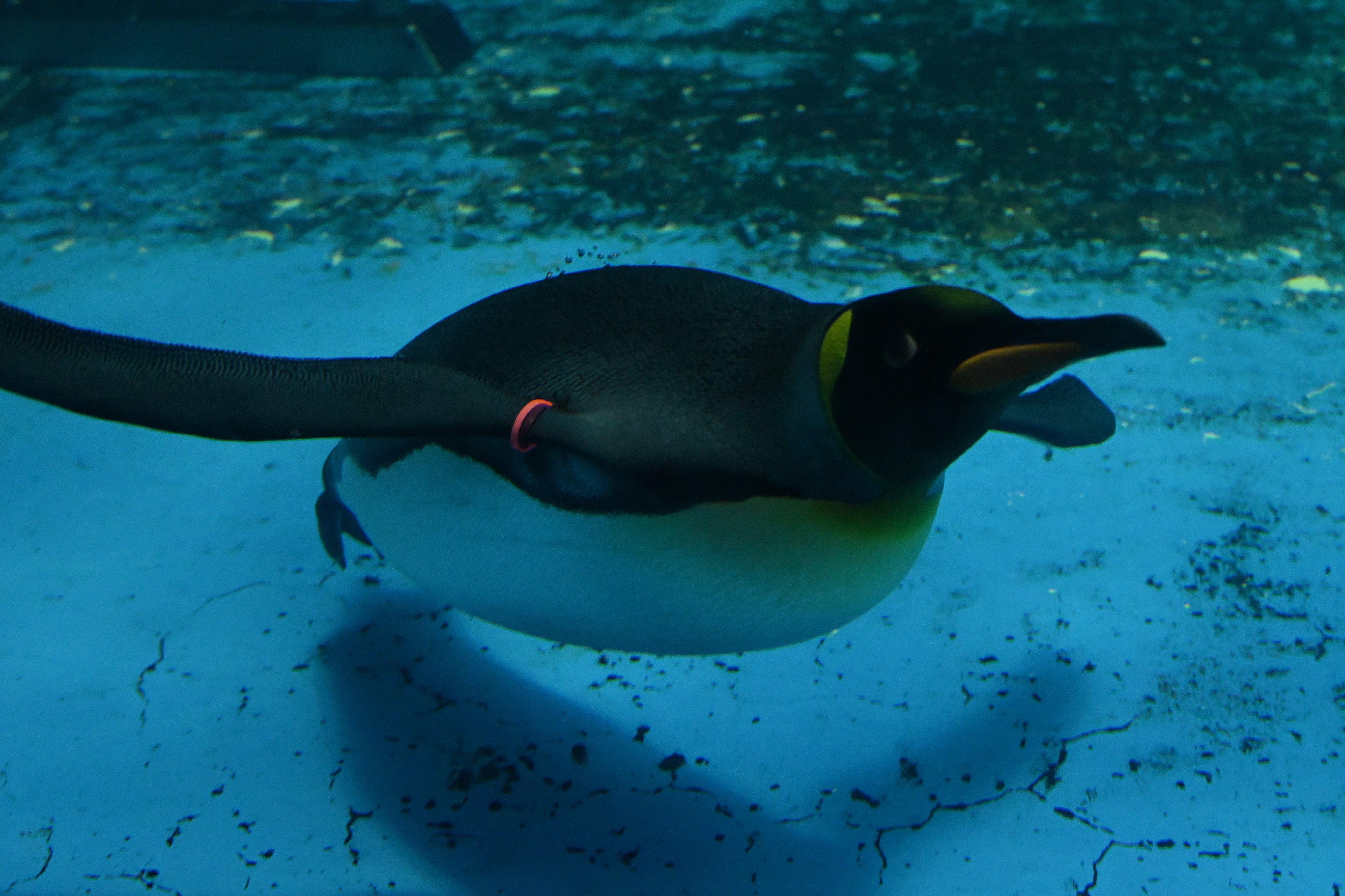 20260101_長崎ペンギン水族館【Nikon Z50IIと水族館】｜山ネズミ