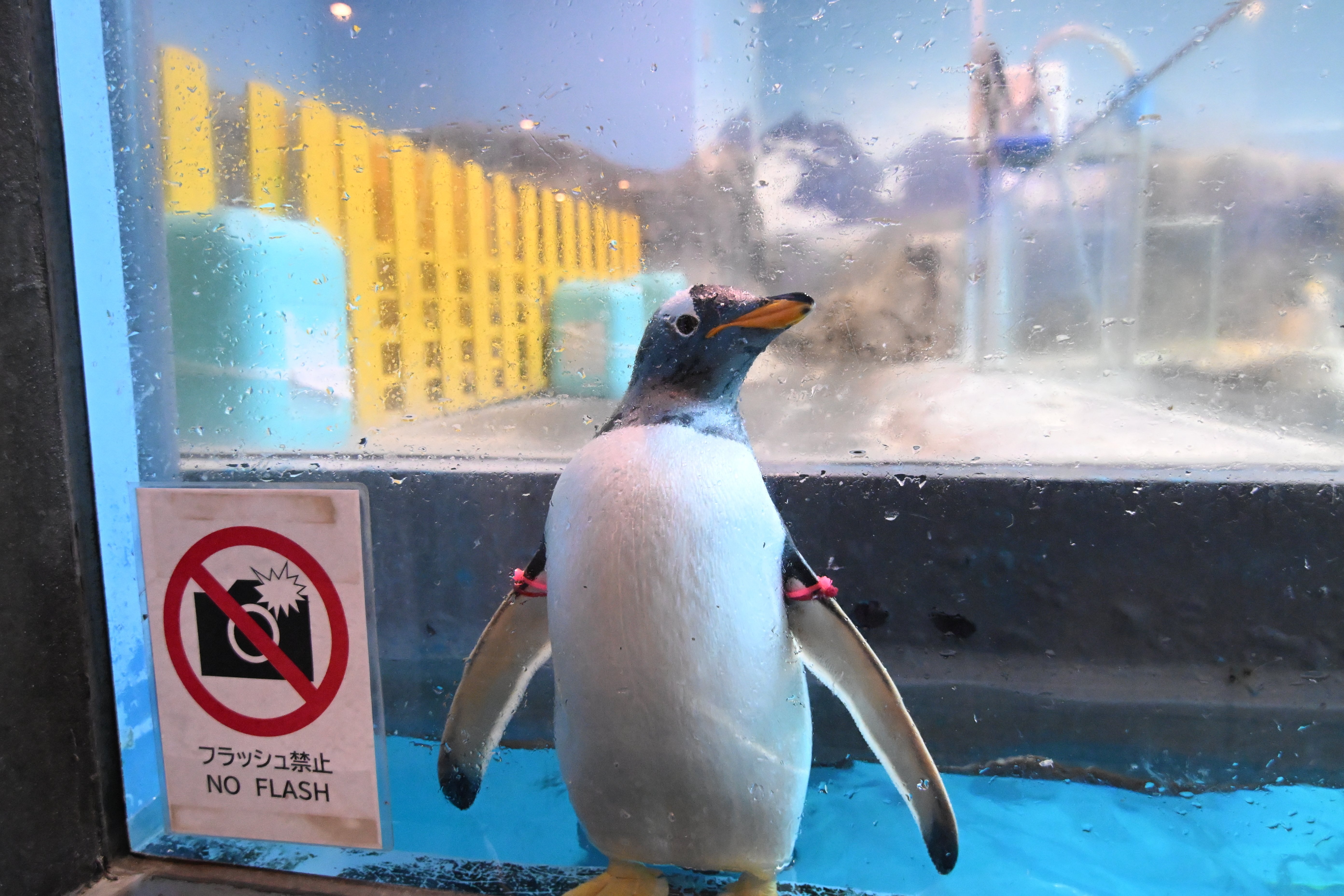 ペンギン賞品① 20260101_長崎ペンギン水族館【Nikon Z50IIと水族館】｜山ネズミ