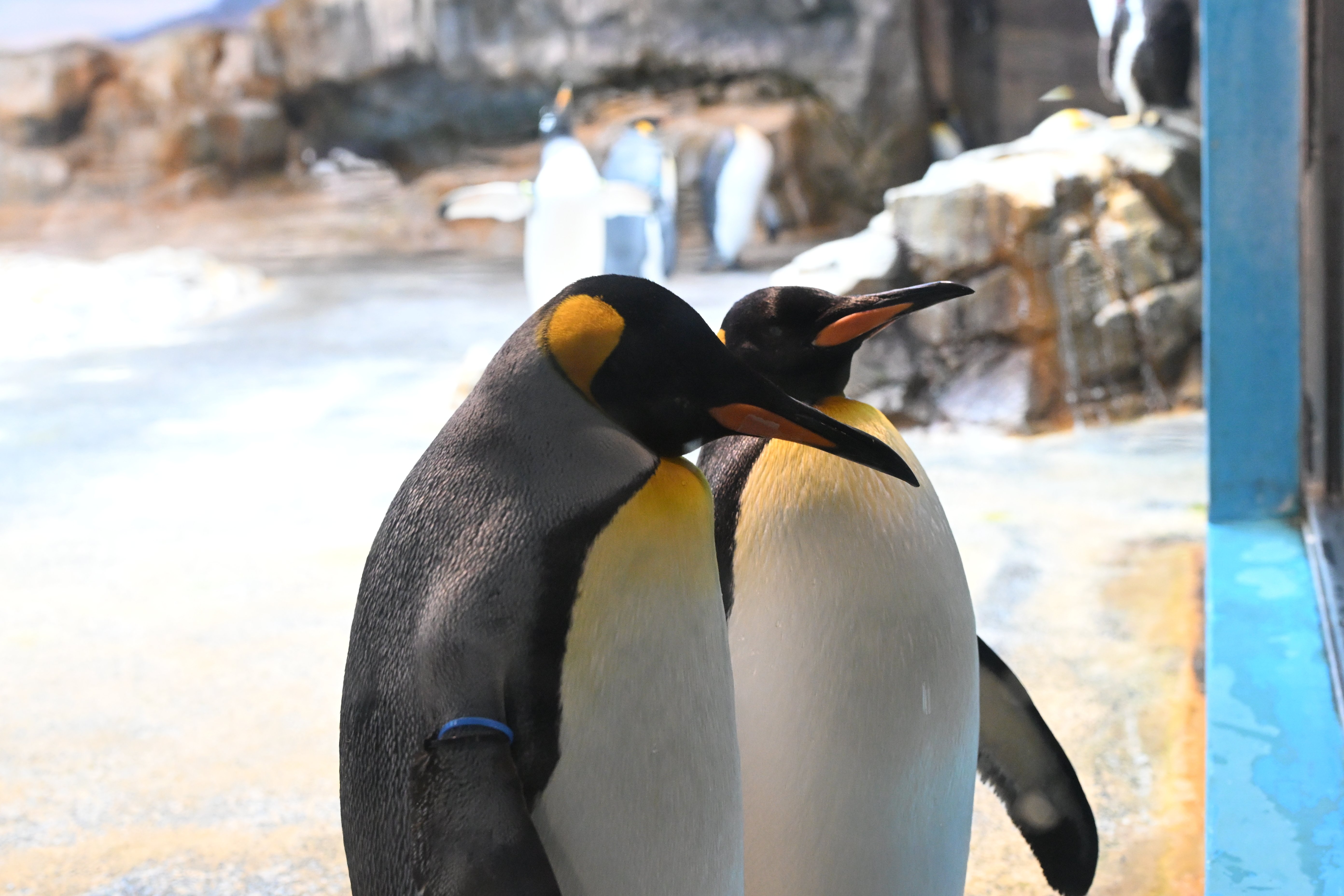 20260101_長崎ペンギン水族館【Nikon Z50IIと水族館】｜山ネズミ