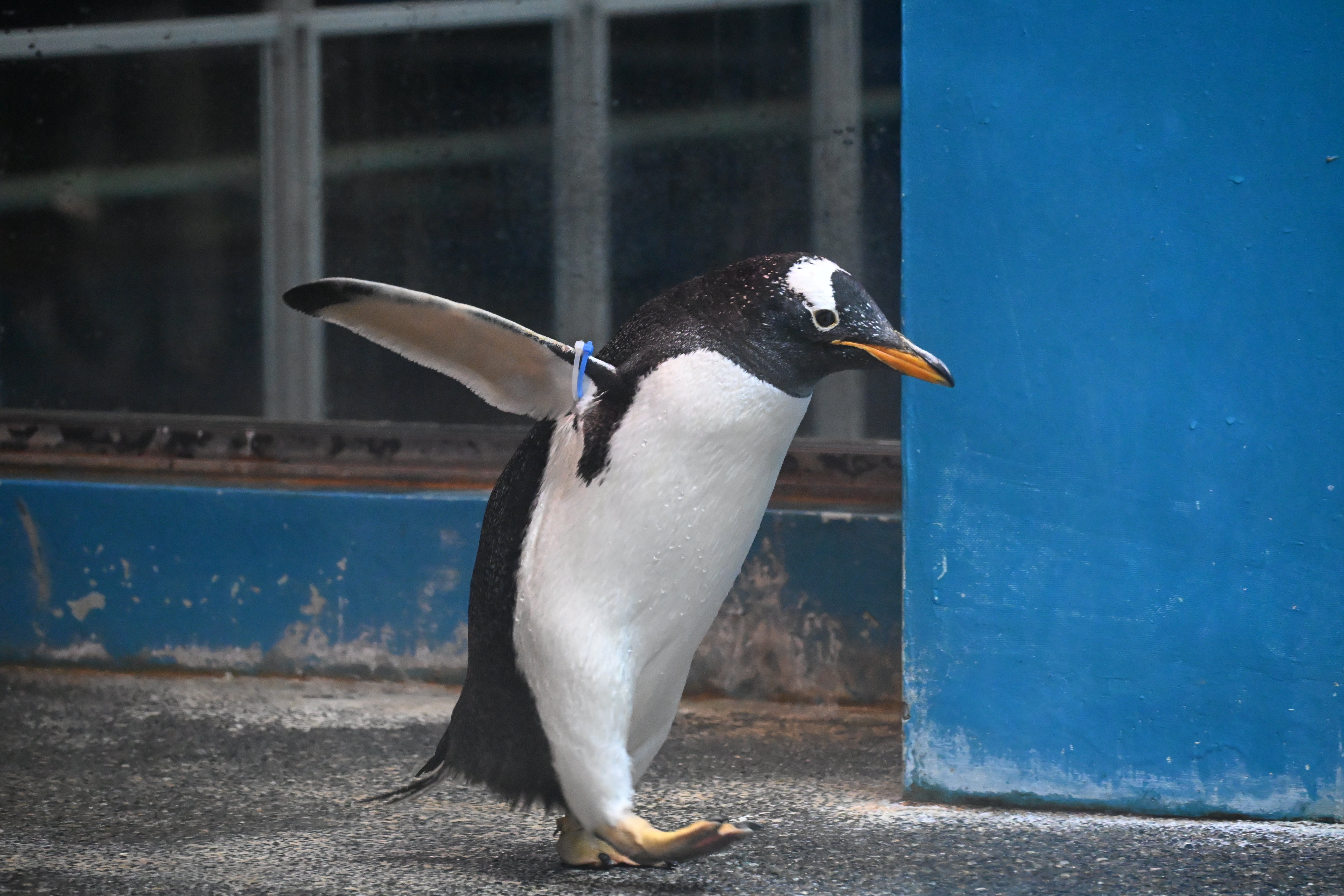 ペンギン賞品③ 20260101_長崎ペンギン水族館【Nikon Z50IIと水族館】｜山ネズミ