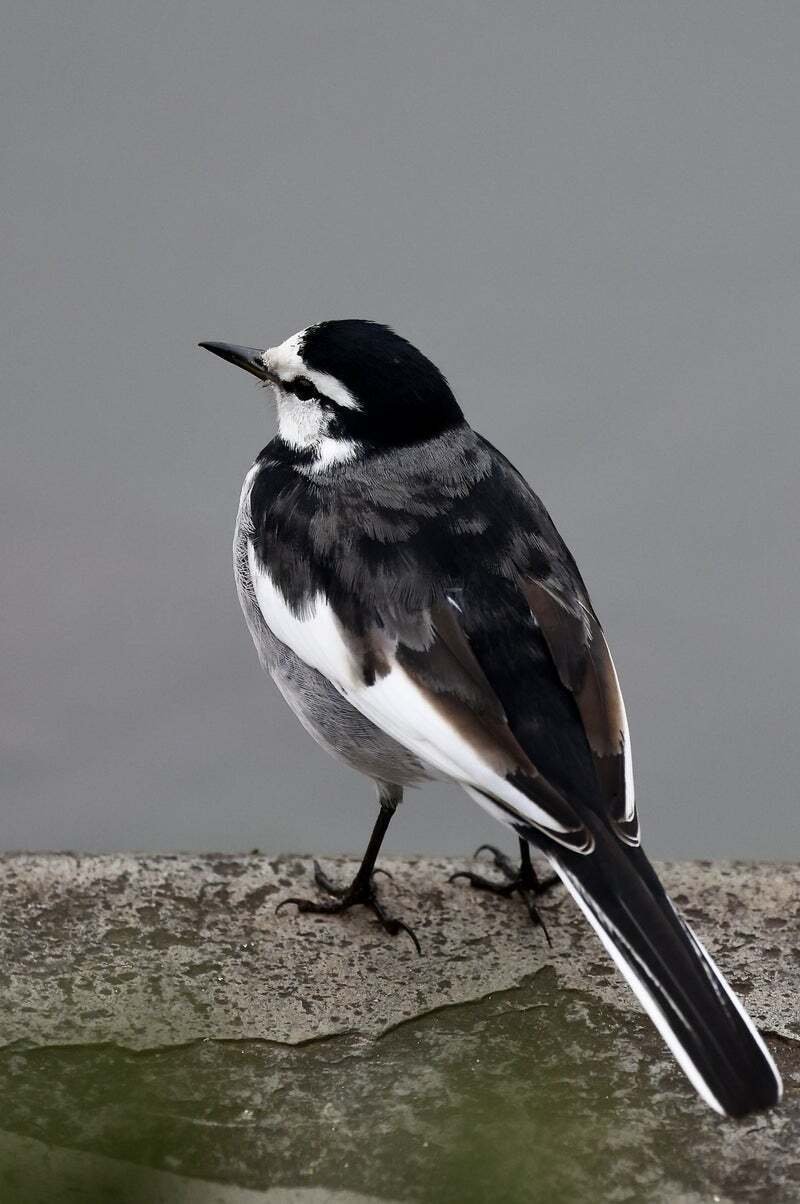 セキレイ｜kuro335