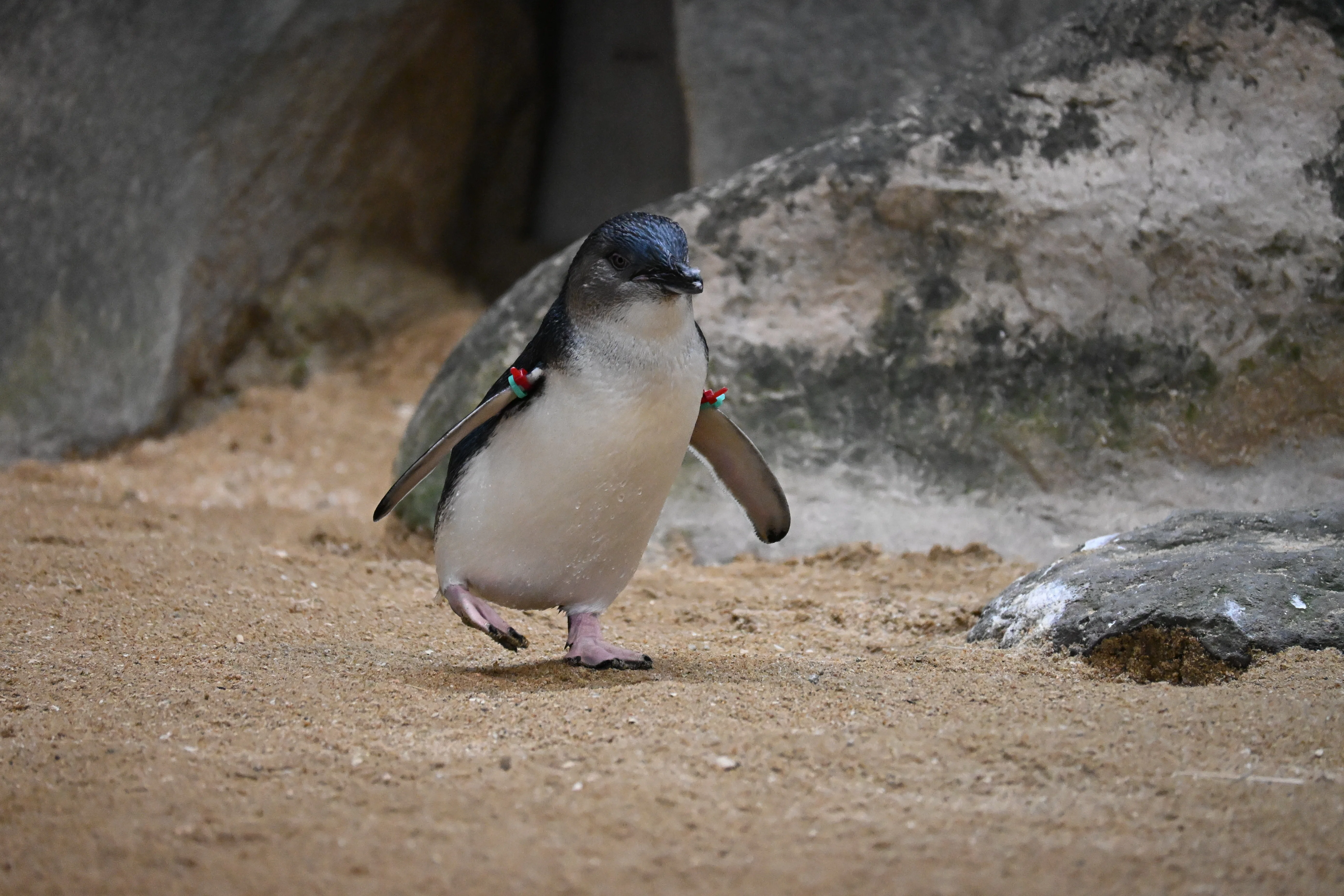 20260101_長崎ペンギン水族館【Nikon Z50IIと水族館】｜山ネズミ