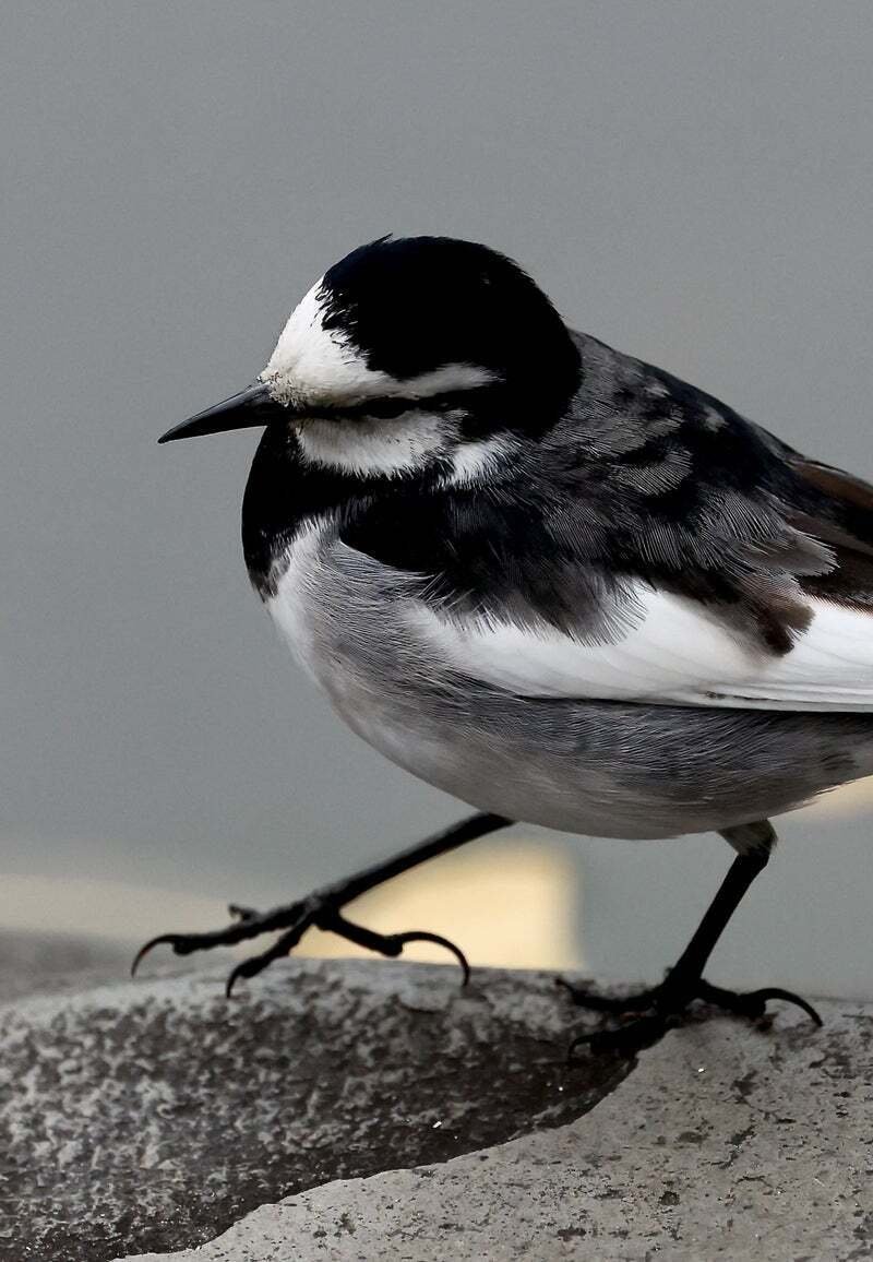 セキレイ｜kuro335