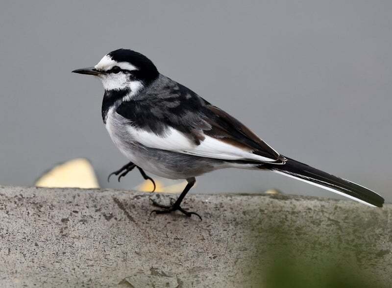 セキレイ｜kuro335