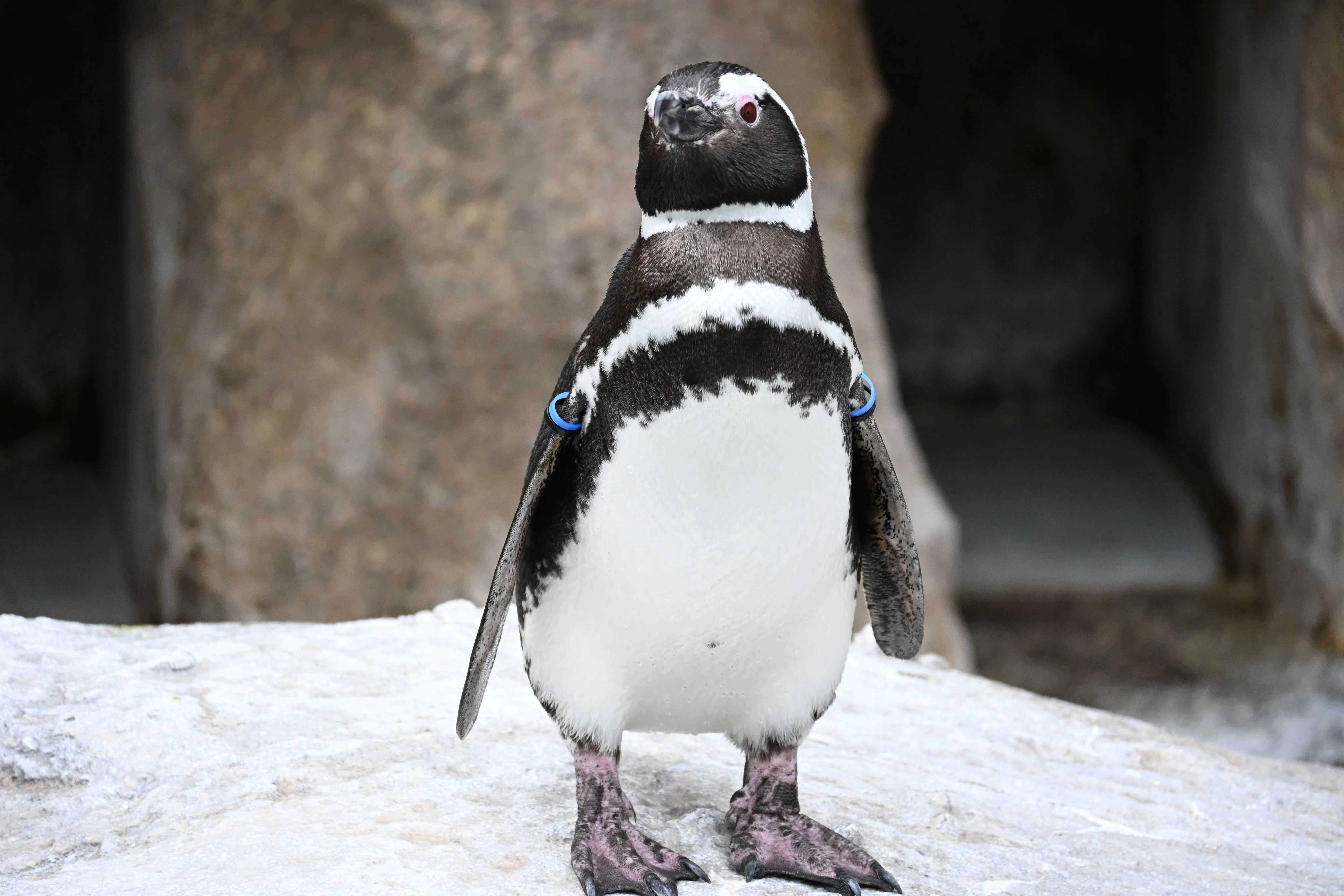20260101_長崎ペンギン水族館【Nikon Z50IIと水族館】｜山ネズミ