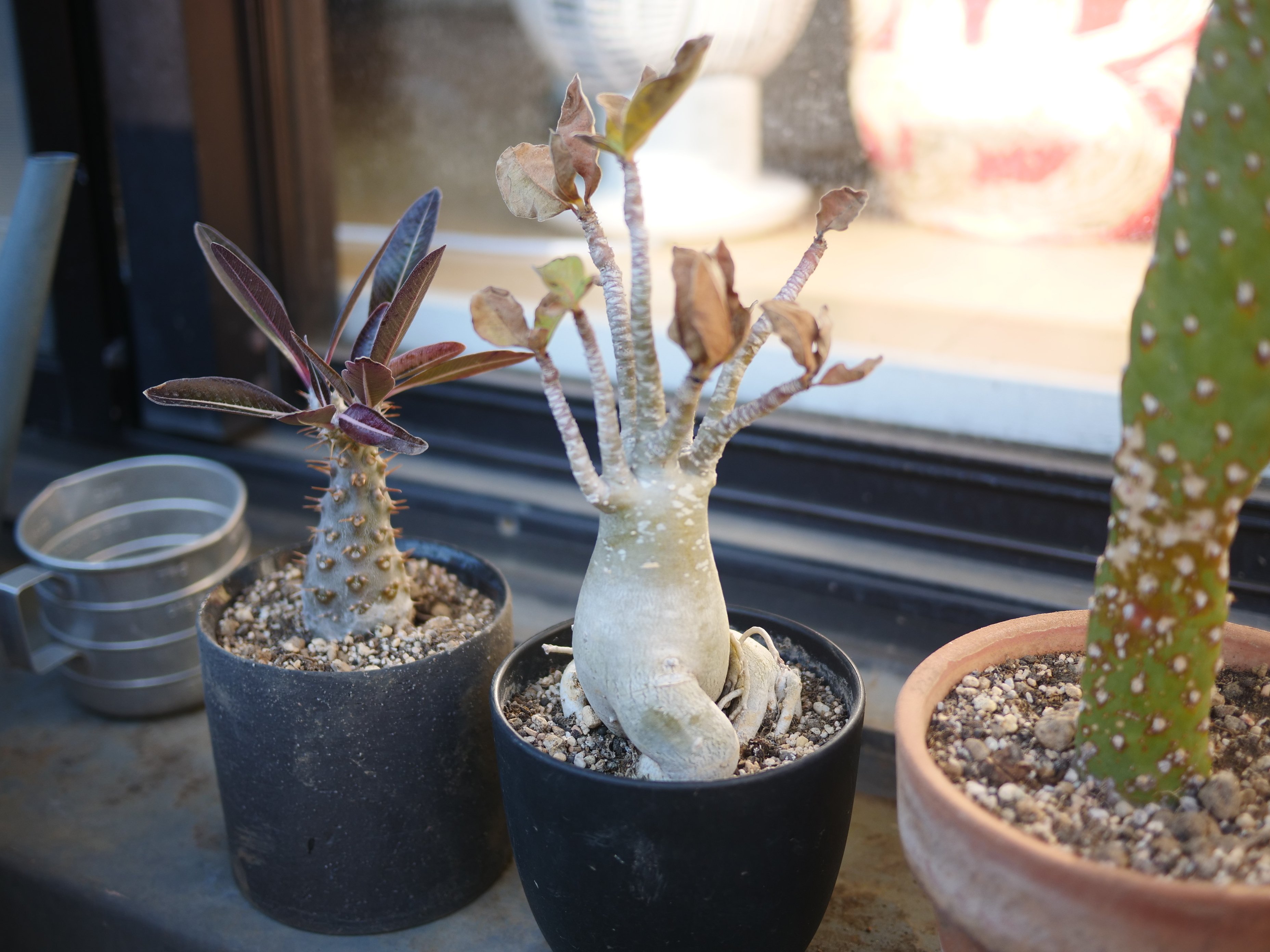 パキポディウムやアデニウム、多肉植物たちの屋外冬越しの途中経過