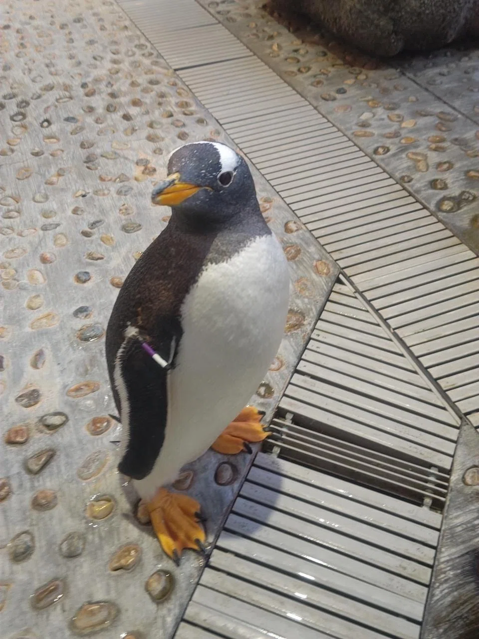ジェンツーペンギンNo.19とフンボルトペンギンこうめについての