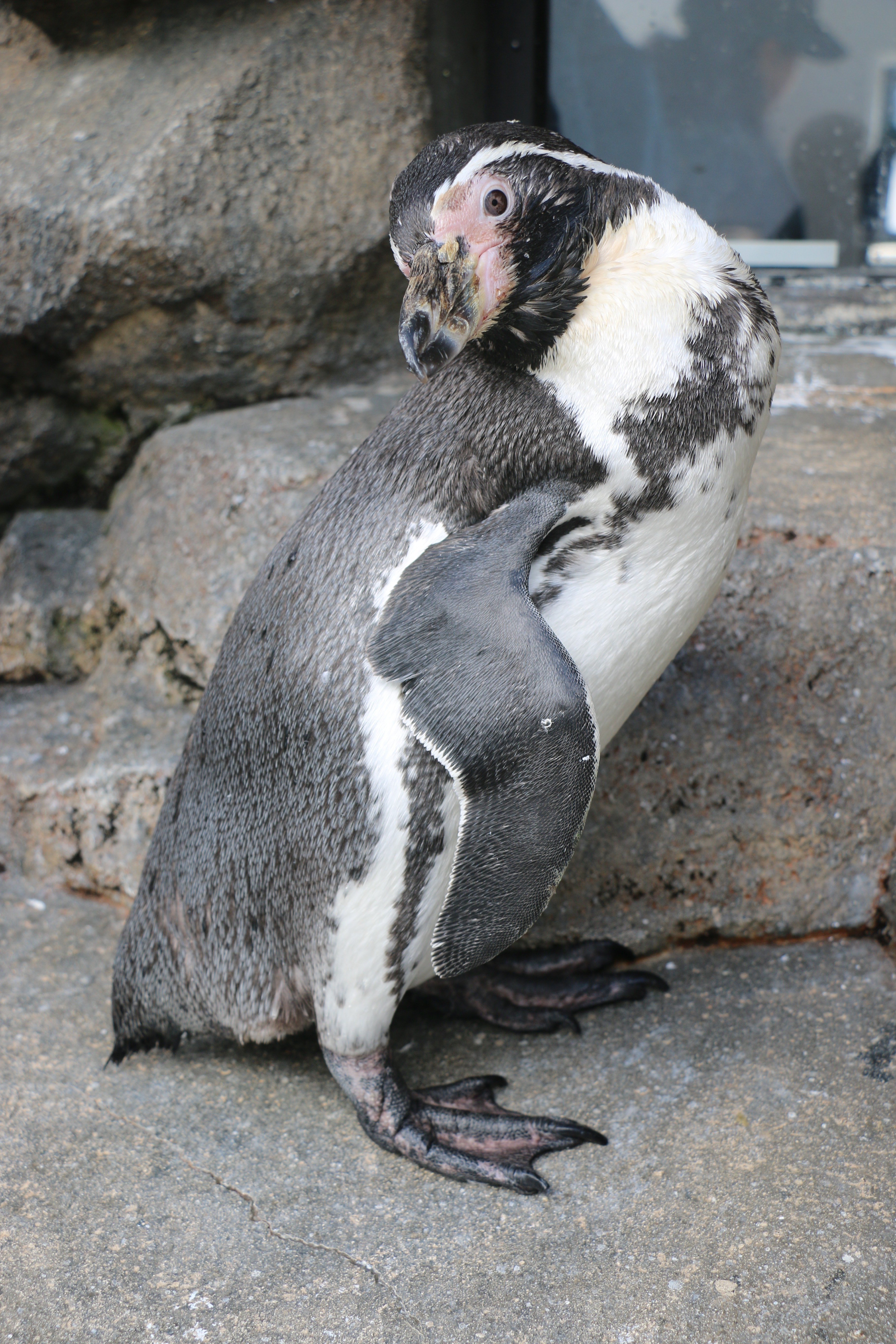 ジェンツーペンギンNo.19とフンボルトペンギンこうめについての