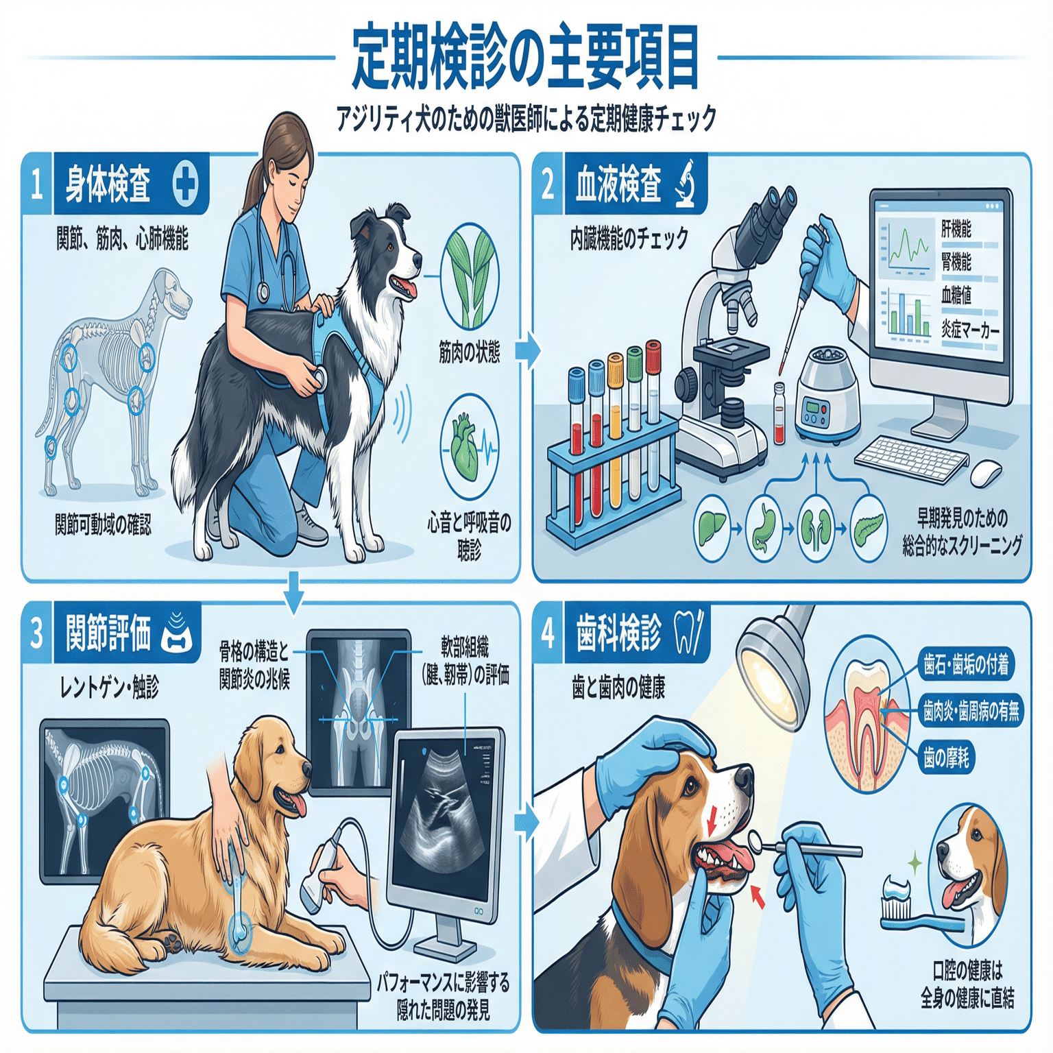 アジリティドッグの健康管理：定期検診の重要性｜アジリティのーと