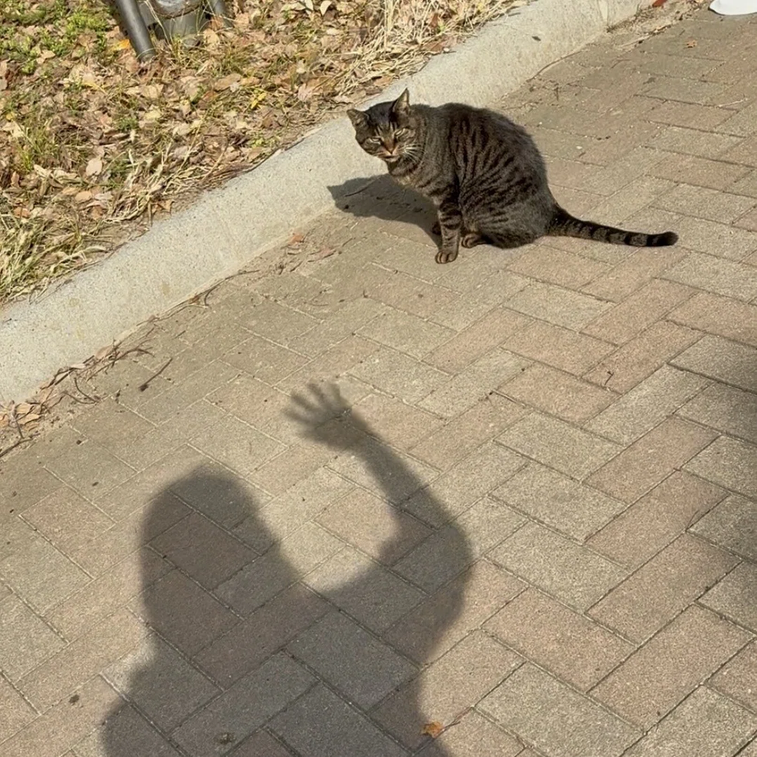 生きていてくれて ありがとう 〜野良猫に捧げた新年のおめでとう〜｜ウサキさん☆咲吉（さききち）
