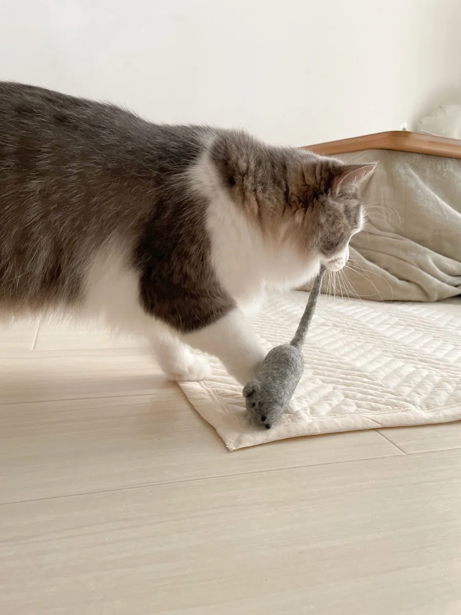何かをくわえている猫｜みちゅねこ