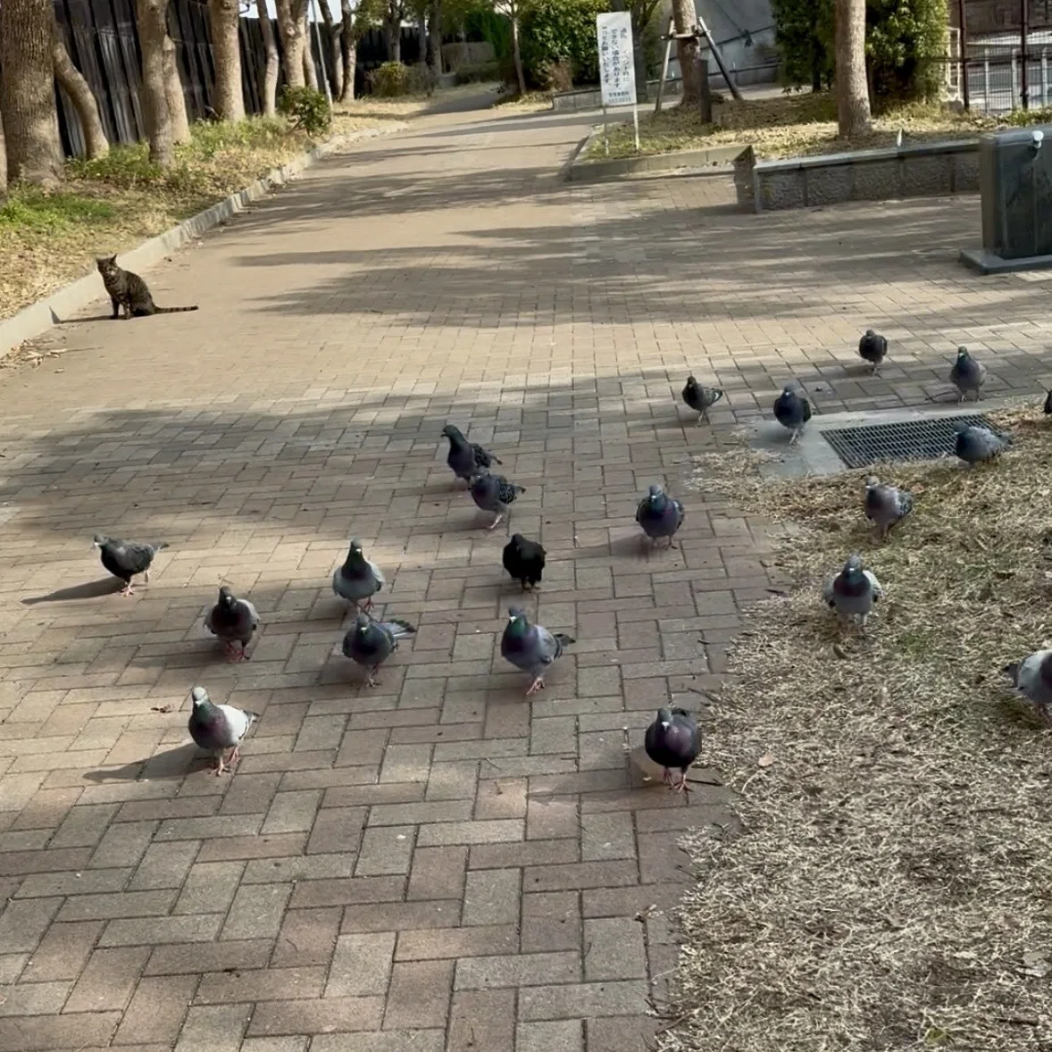 生きていてくれて ありがとう 〜野良猫に捧げた新年のおめでとう〜｜ウサキさん☆咲吉（さききち）