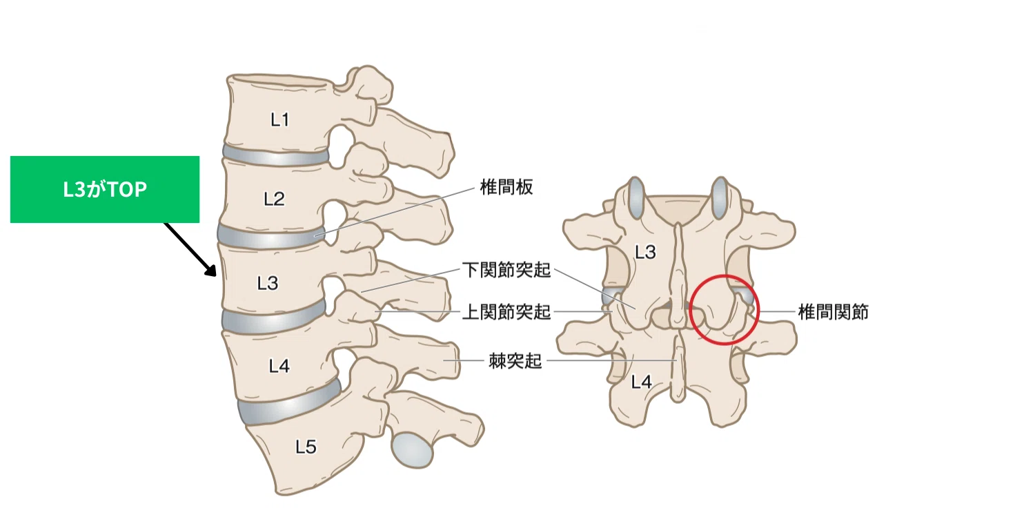 機能解剖学に基づいた腰痛の評価と治療 ME309-S 機能解剖学に基づいた腰痛の評価と治療【DVD3枚組・分売不可】 機能