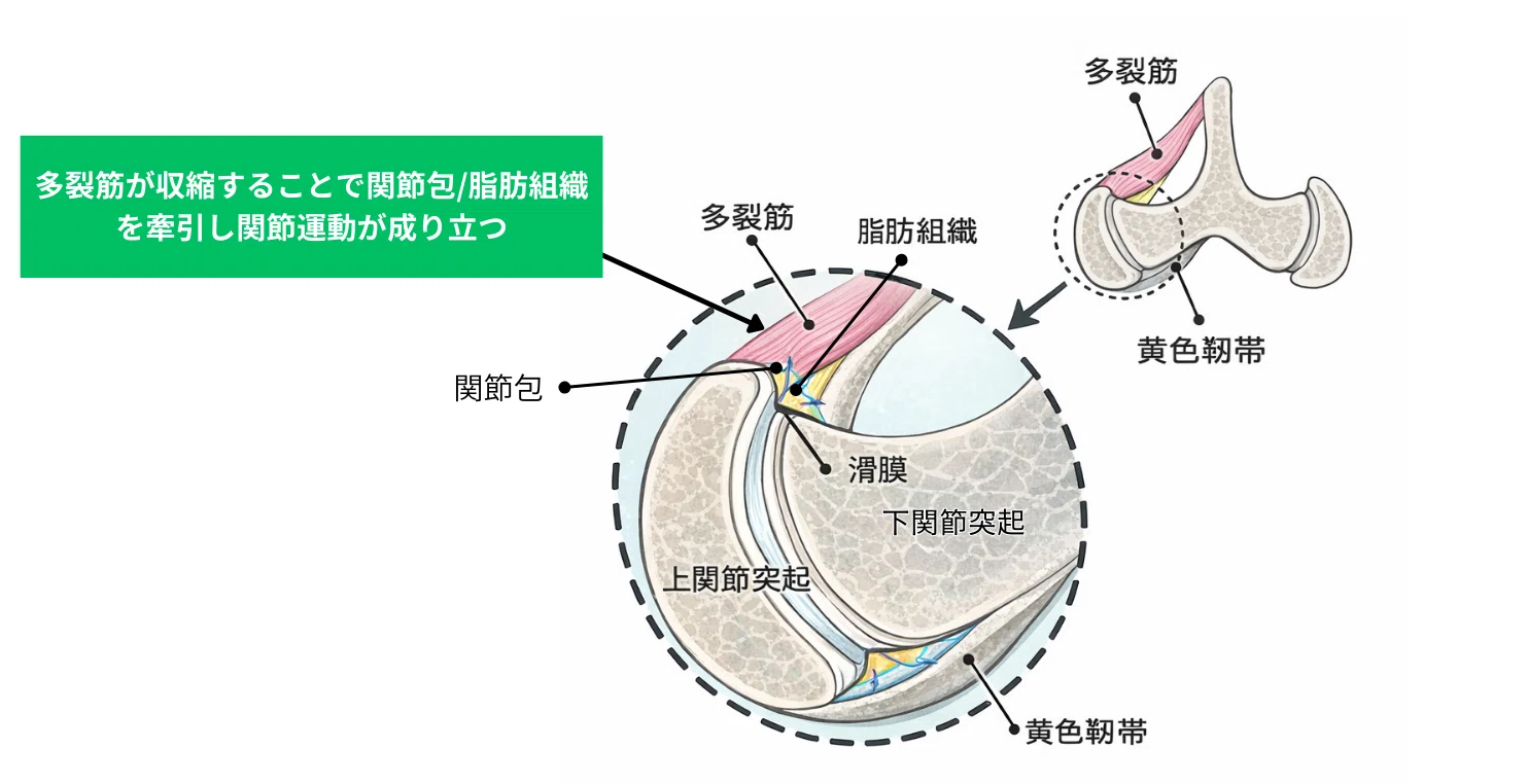 評価と治療の前に必ず見ておきたい 「腰痛介入で結果を出す」ために