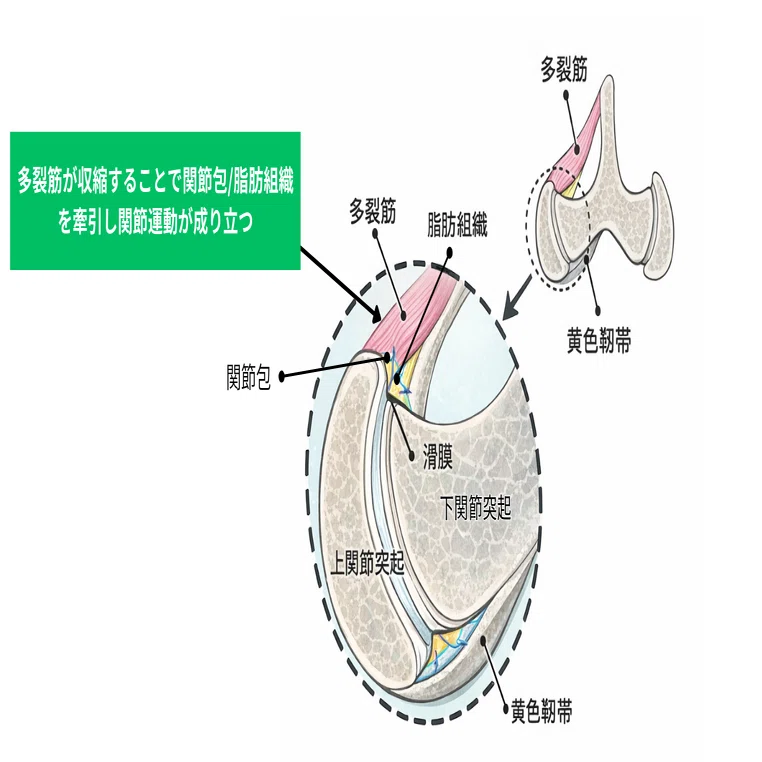 評価と治療の前に必ず見ておきたい 「腰痛介入で結果を出す」ために