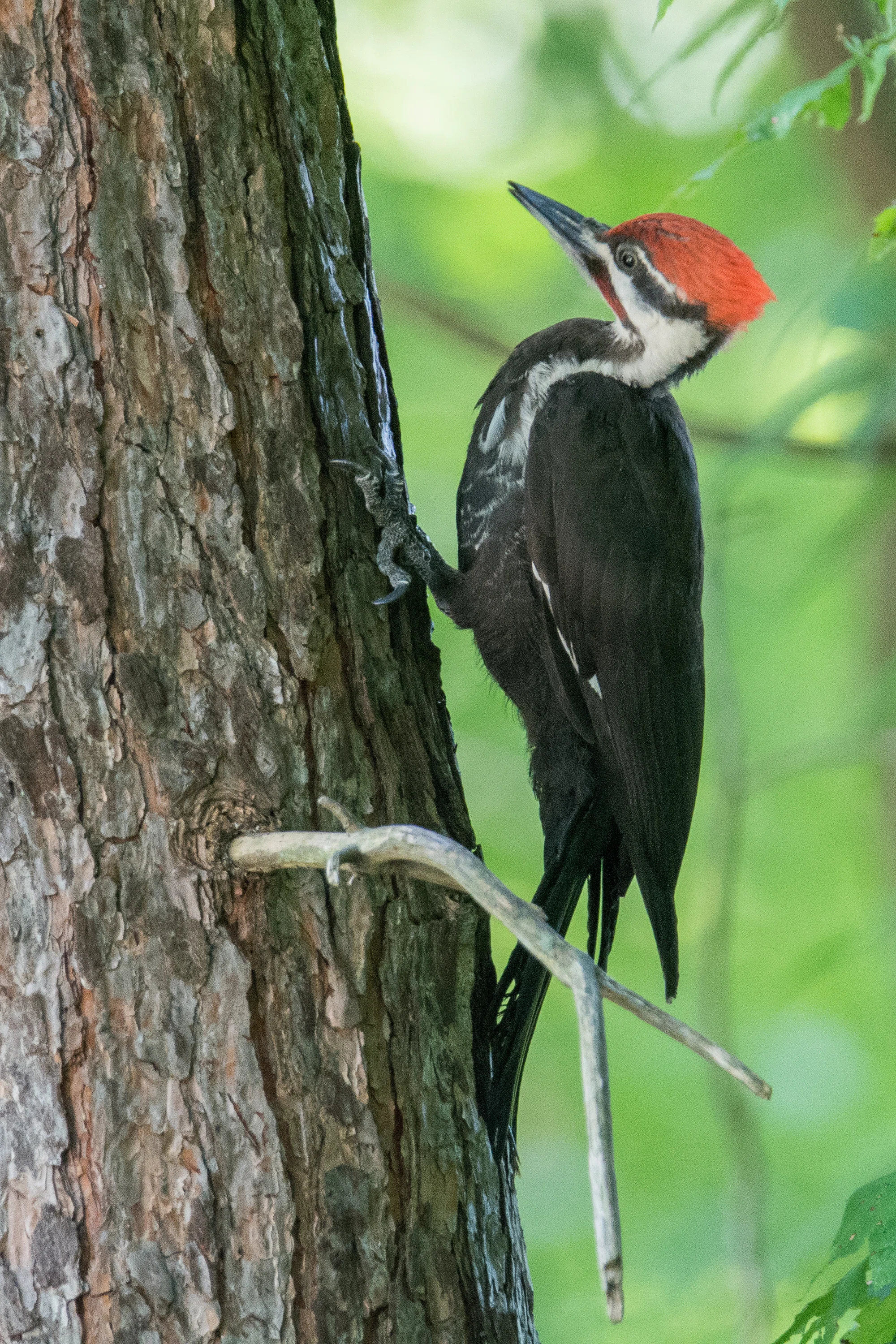 シカゴでバードウォッチング！】 Pileated Woodpecker｜ローリー