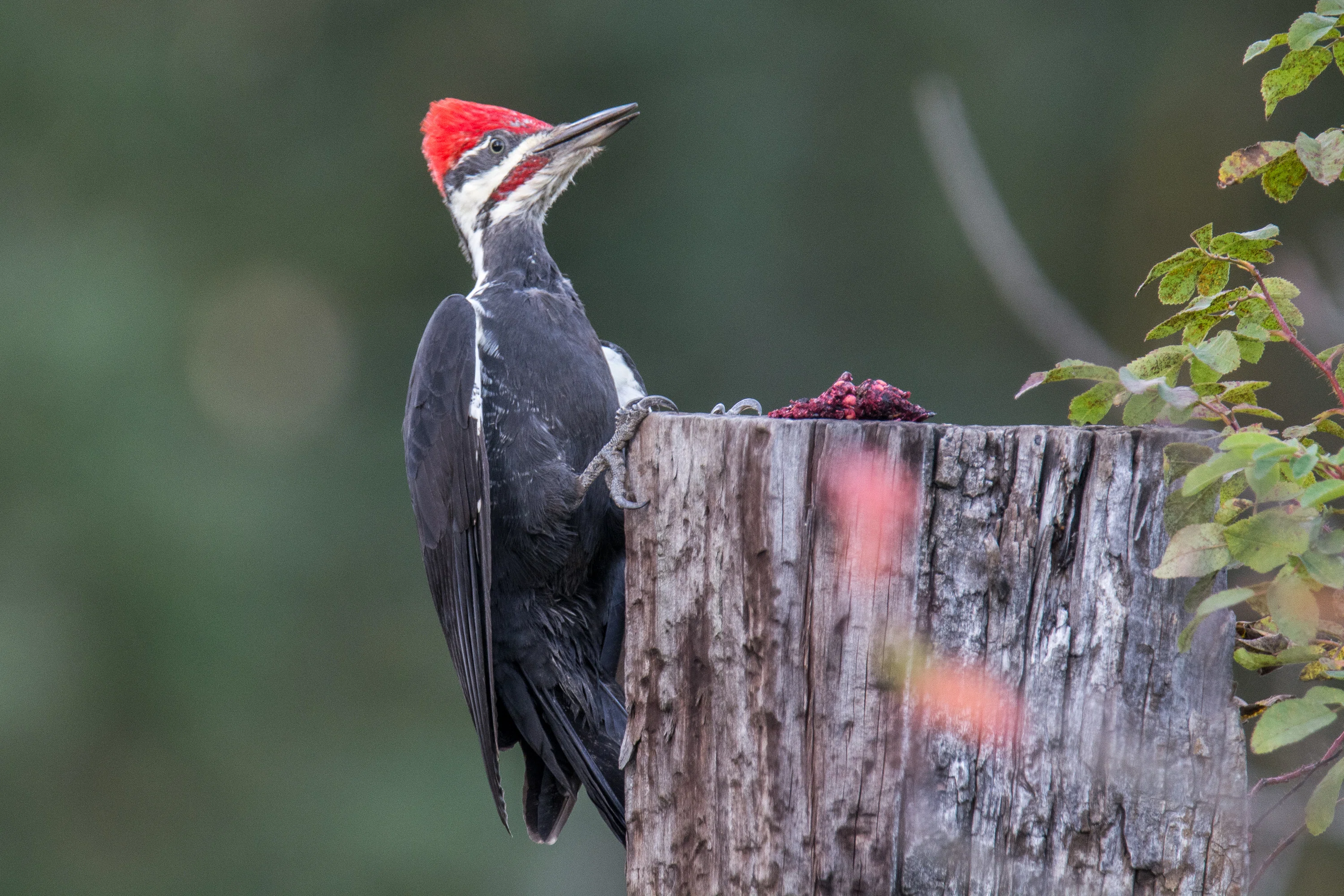 シカゴでバードウォッチング！】 Pileated Woodpecker｜ローリー