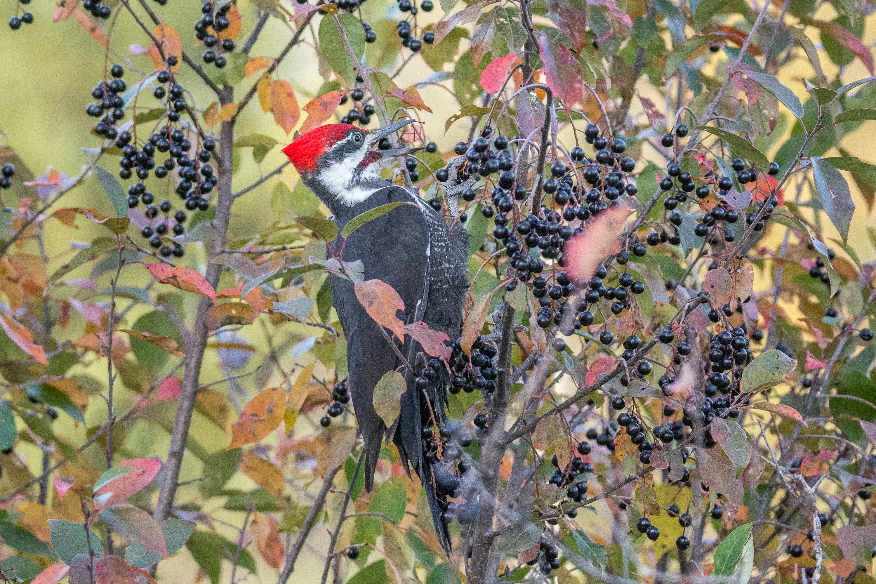 シカゴでバードウォッチング！】 Pileated Woodpecker｜ローリー