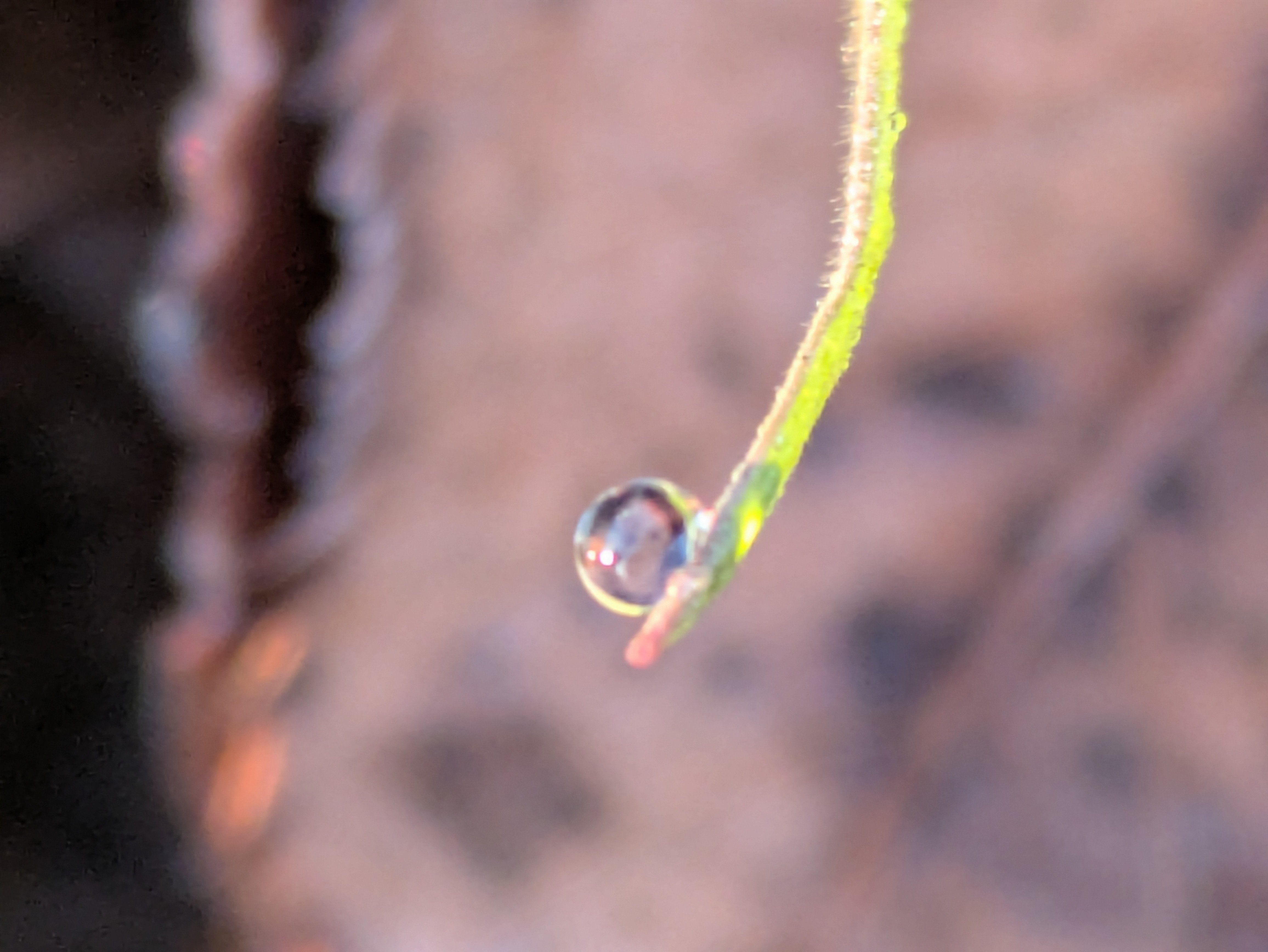 今朝の水滴④｜ichiro70