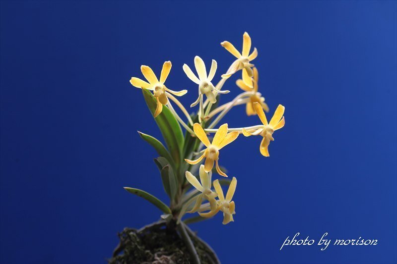 富貴蘭「黄龍」の花(過去の画像倉庫から)｜KJ Morison