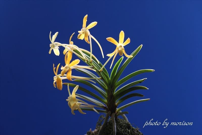 富貴蘭「黄龍」の花(過去の画像倉庫から)｜KJ Morison