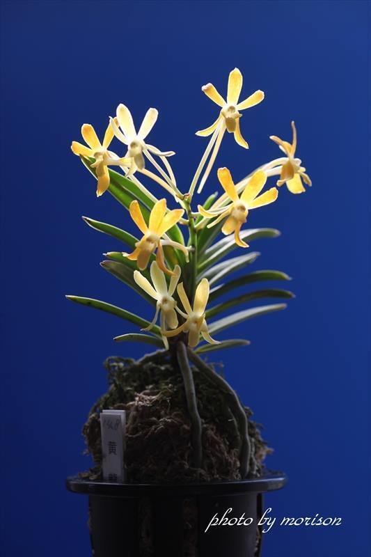 富貴蘭　黄昏(黄金葉＆黄根＆黄花) 富貴蘭】黄花 - メルカリ