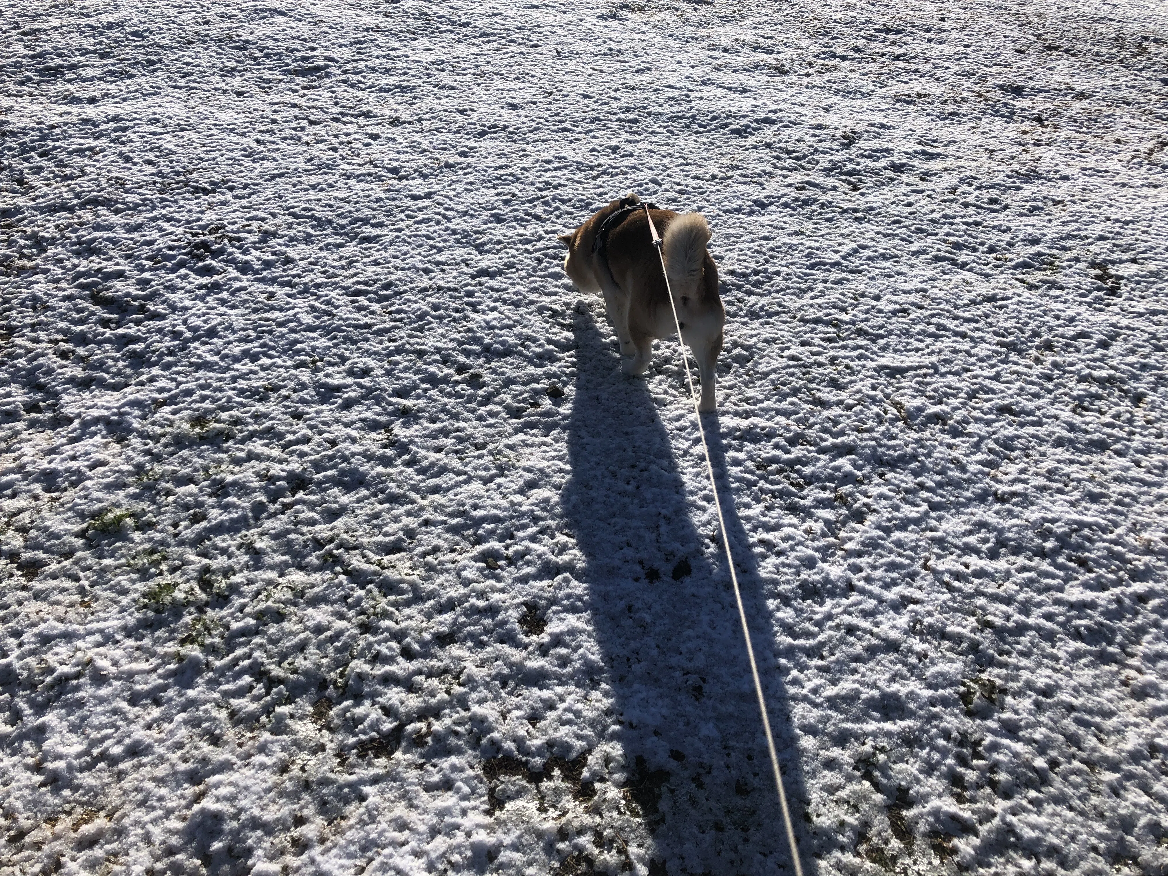 初雪でテンション爆上がりする初老写真屋、仕事始めの朝｜studio summit