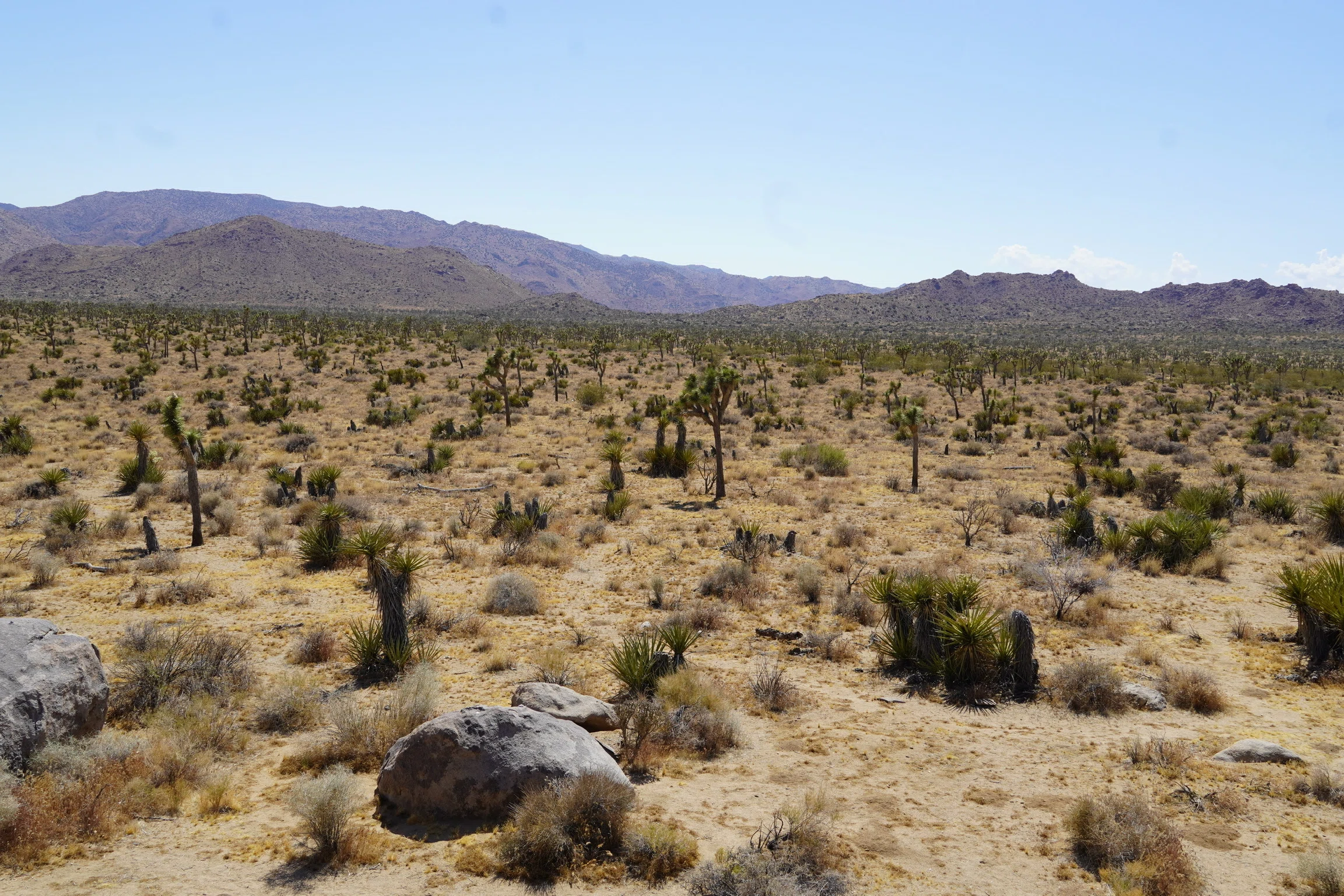 ジョシュアツリー国立公園【Joshua Tree National Park】〜砂漠の絶景